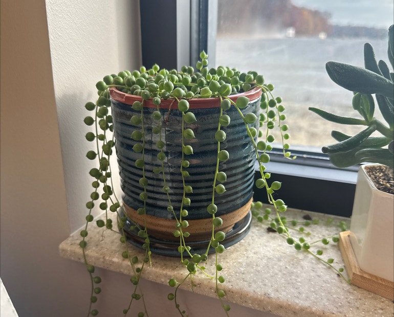 How to Rejuvenate a String of Pearls Plant