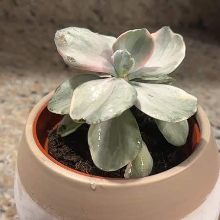 Photo of the plant species Echeveria Decora Variegata by @MPH named Taylor Swift on Greg, the plant care app