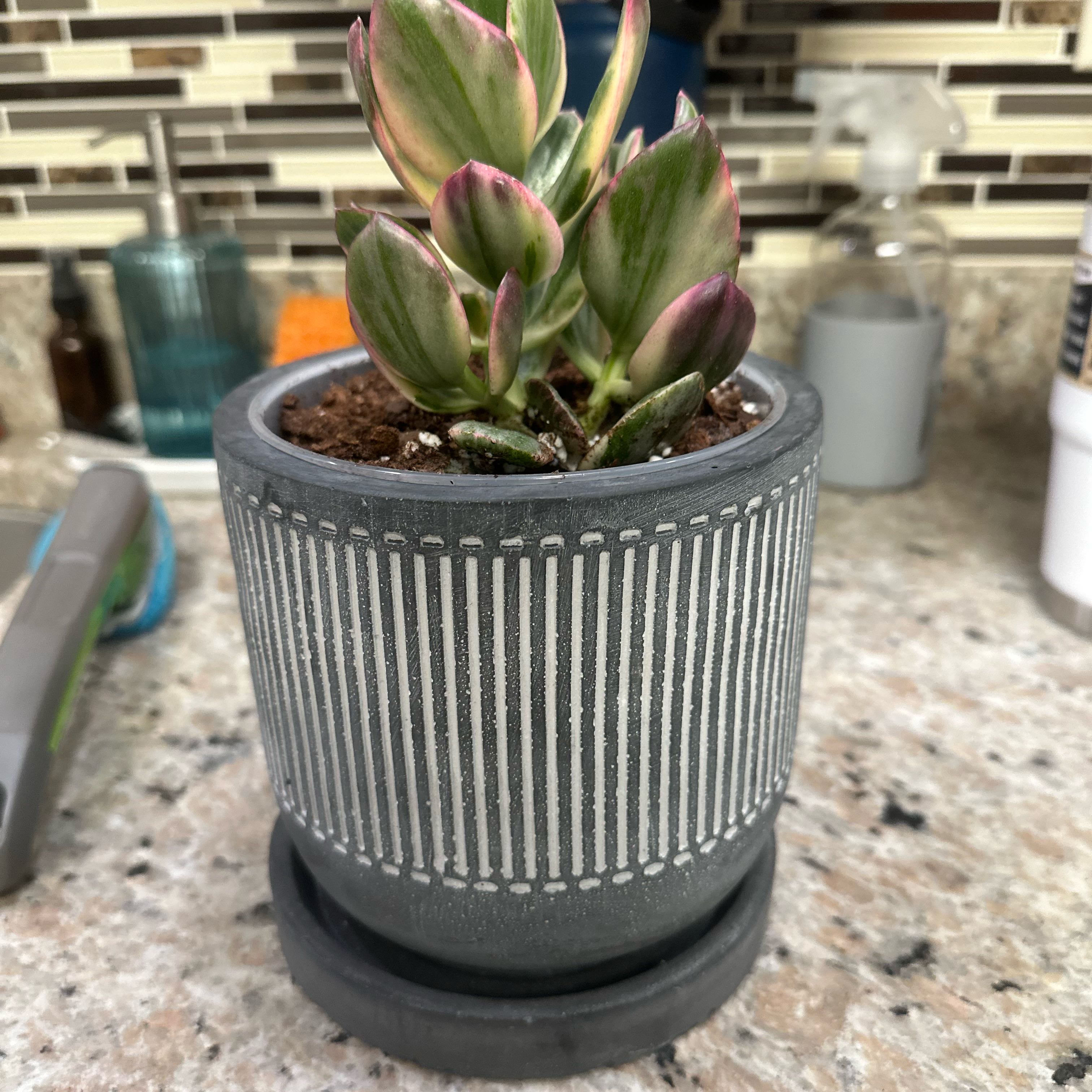 Photo of the plant species Variegated Jade by @MPH named Victor on Greg, the plant care app