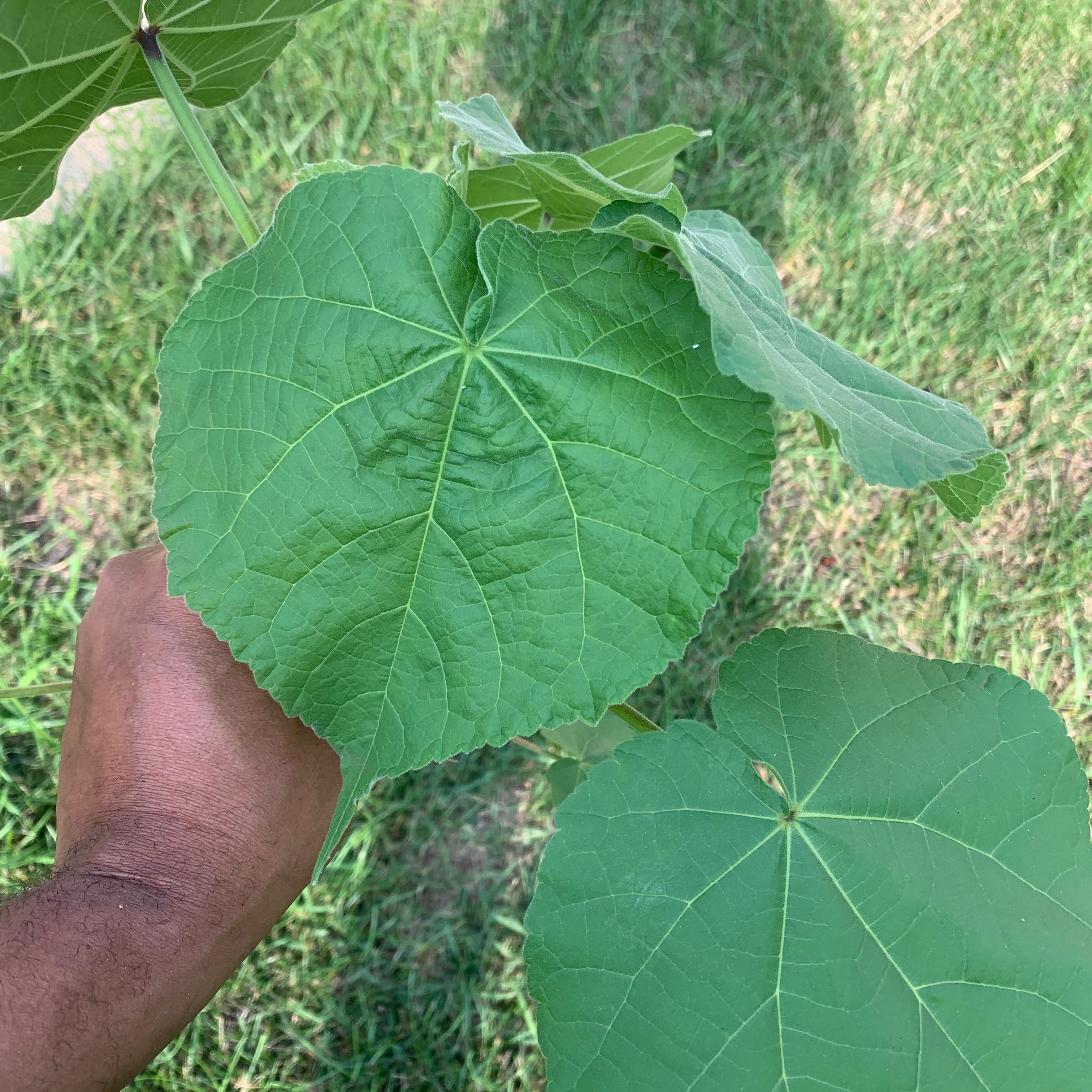 Velvetleaf plant with large, heart-shaped green leaves. A hand is holding one leaf.