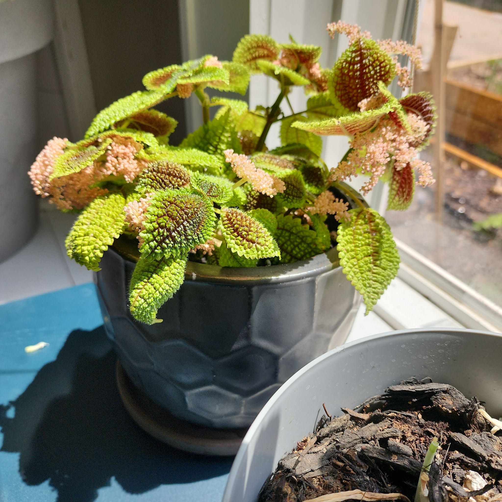Pilea 'Moon Valley' plant in a pot near a window, with another pot containing soil visible.