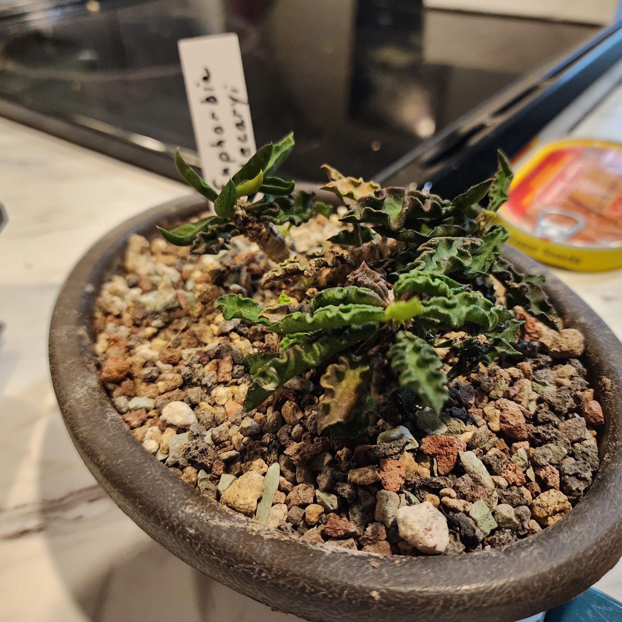 Photo of the plant species Euphorbia Decaryi v. Spirosticha by @raccoonny named Betty on Greg, the plant care app