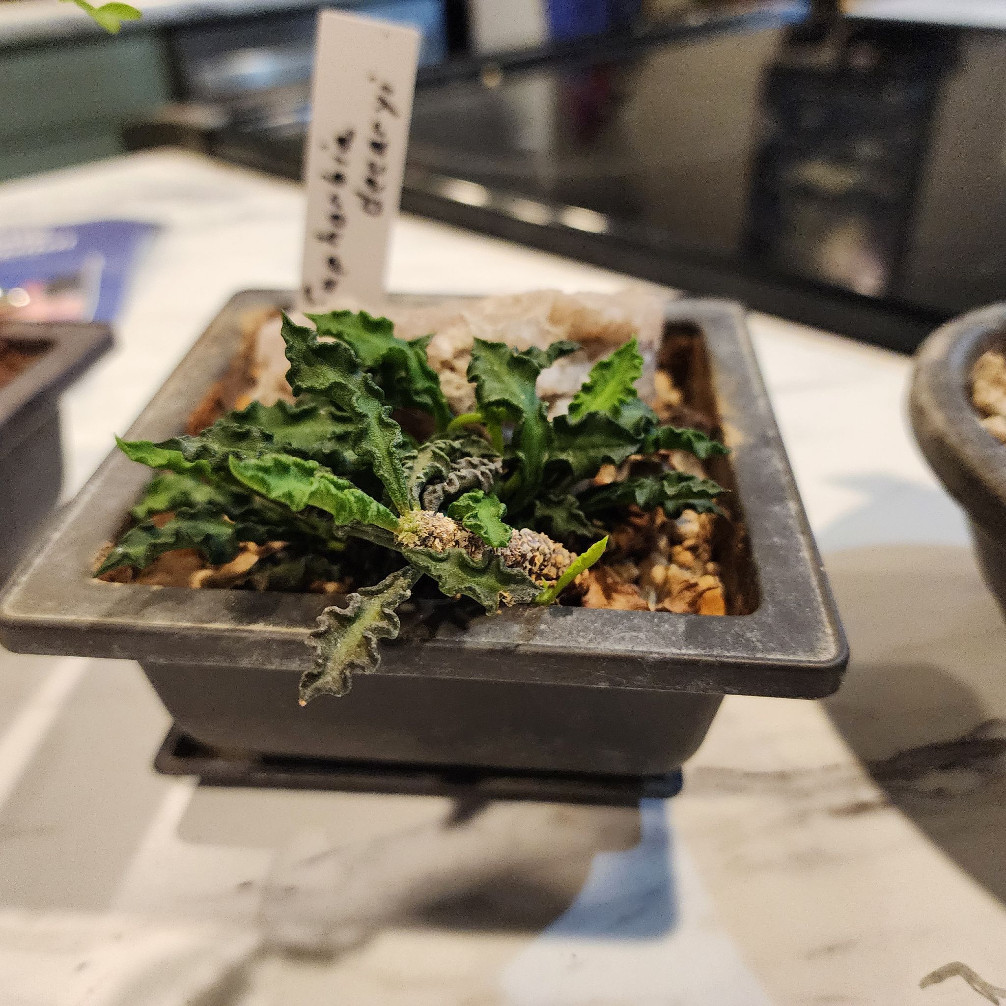 Photo of the plant species Euphorbia Decaryi v. Spirosticha by @raccoonny named Michelle on Greg, the plant care app
