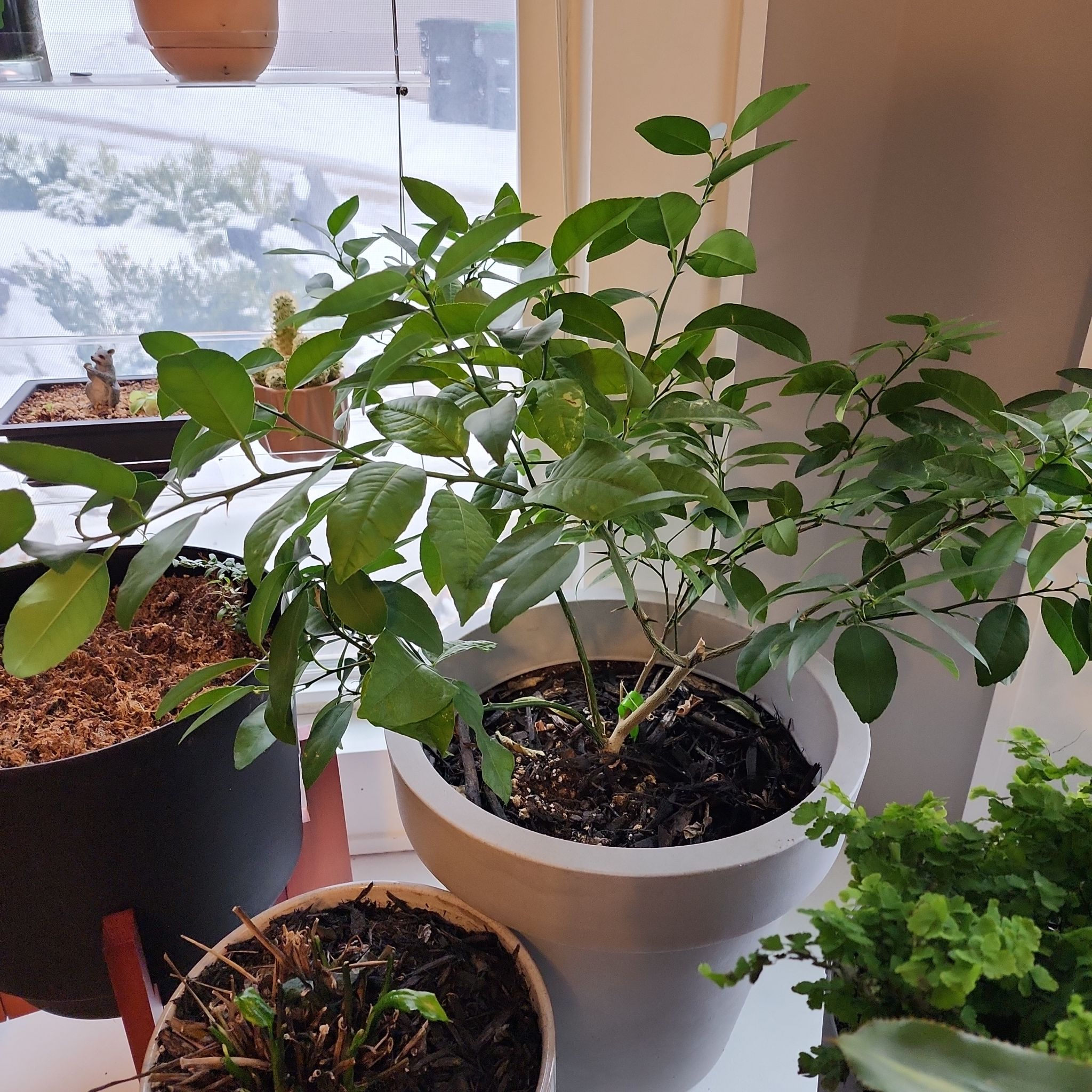 Key Lime Tree in a white pot indoors near a window, surrounded by other plants.