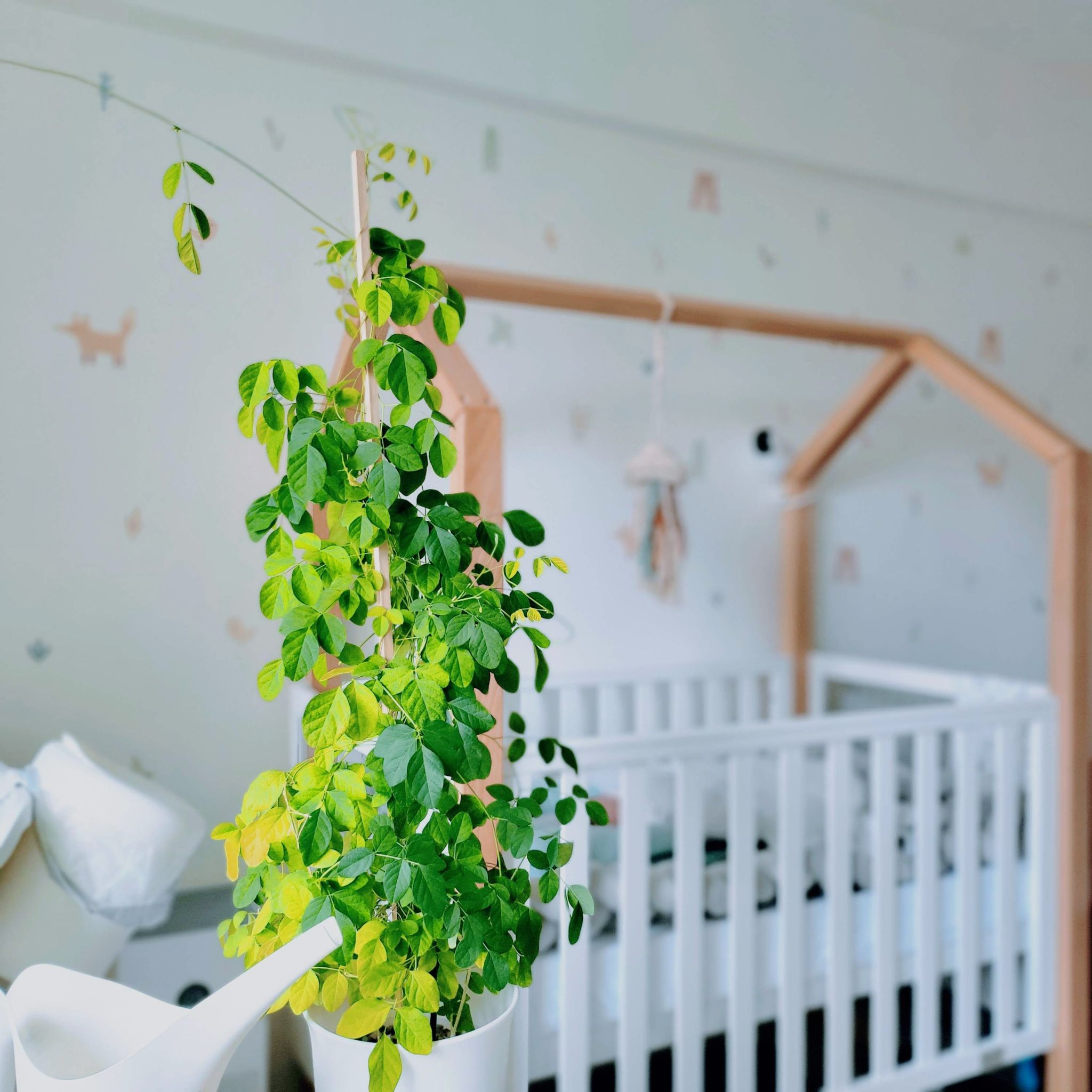 Asian Pigeonwings plant with some yellowing leaves in a white pot, placed in a nursery.