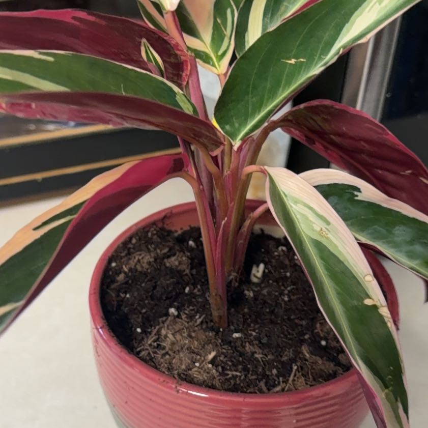 Photo of the plant species Stromanthe sanguinea 'Tricolor' by @OliveMayaDorian named Kendall on Greg, the plant care app