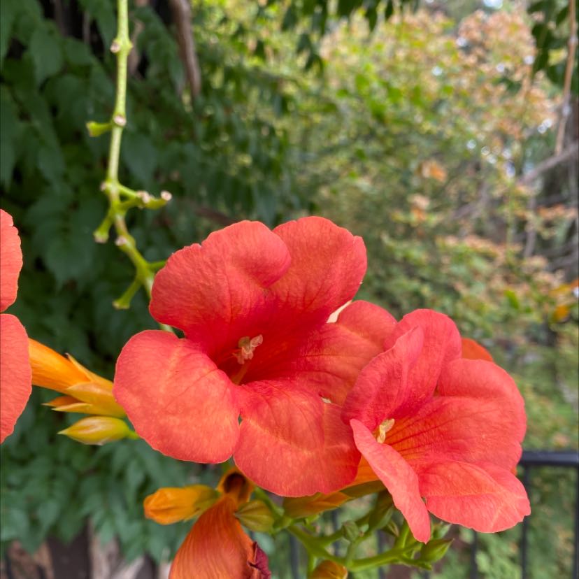 🎺 Why Are My Trumpet Vine Leaves Droopy?