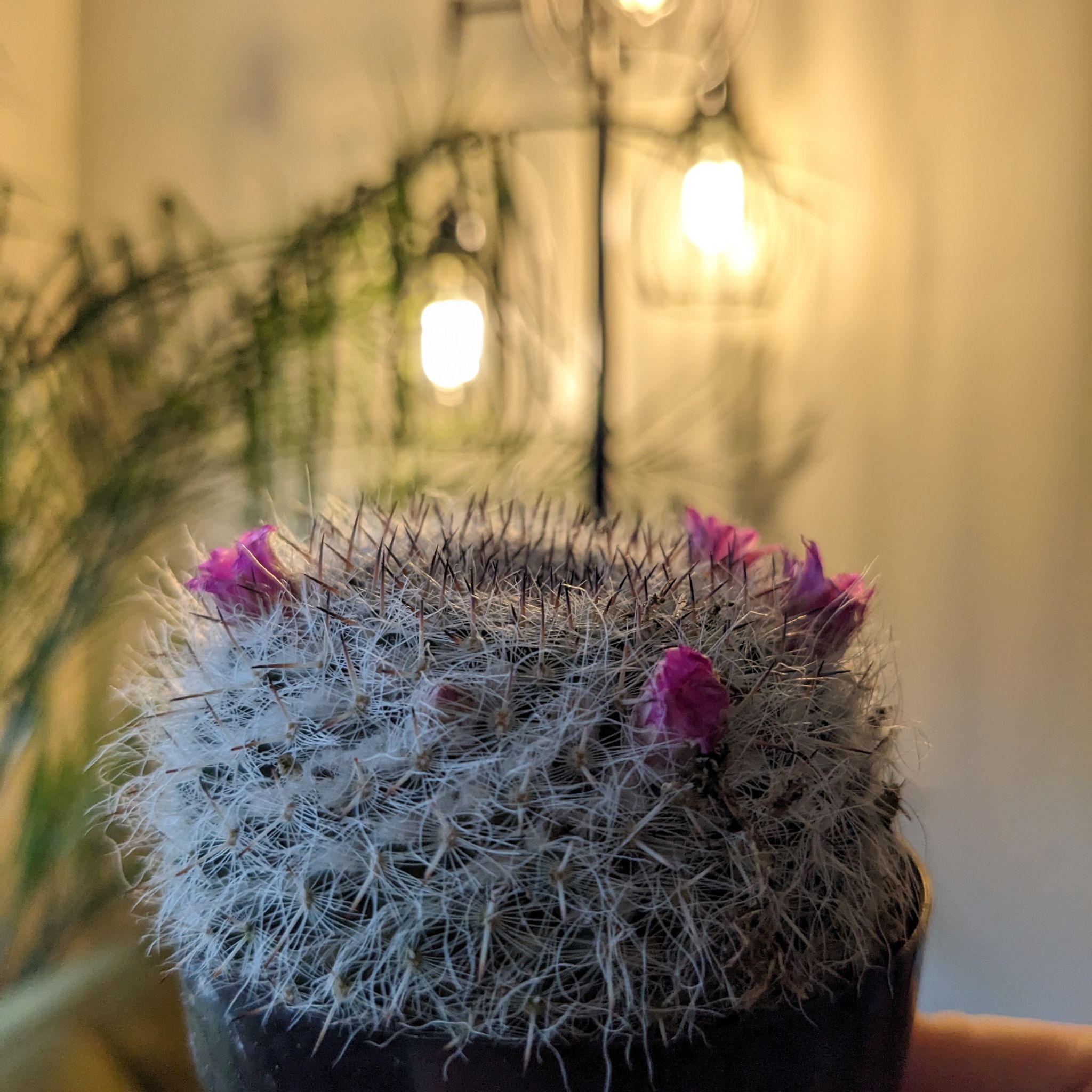 Old Lady Cactus with pink flowers on top, well-focused and centered.