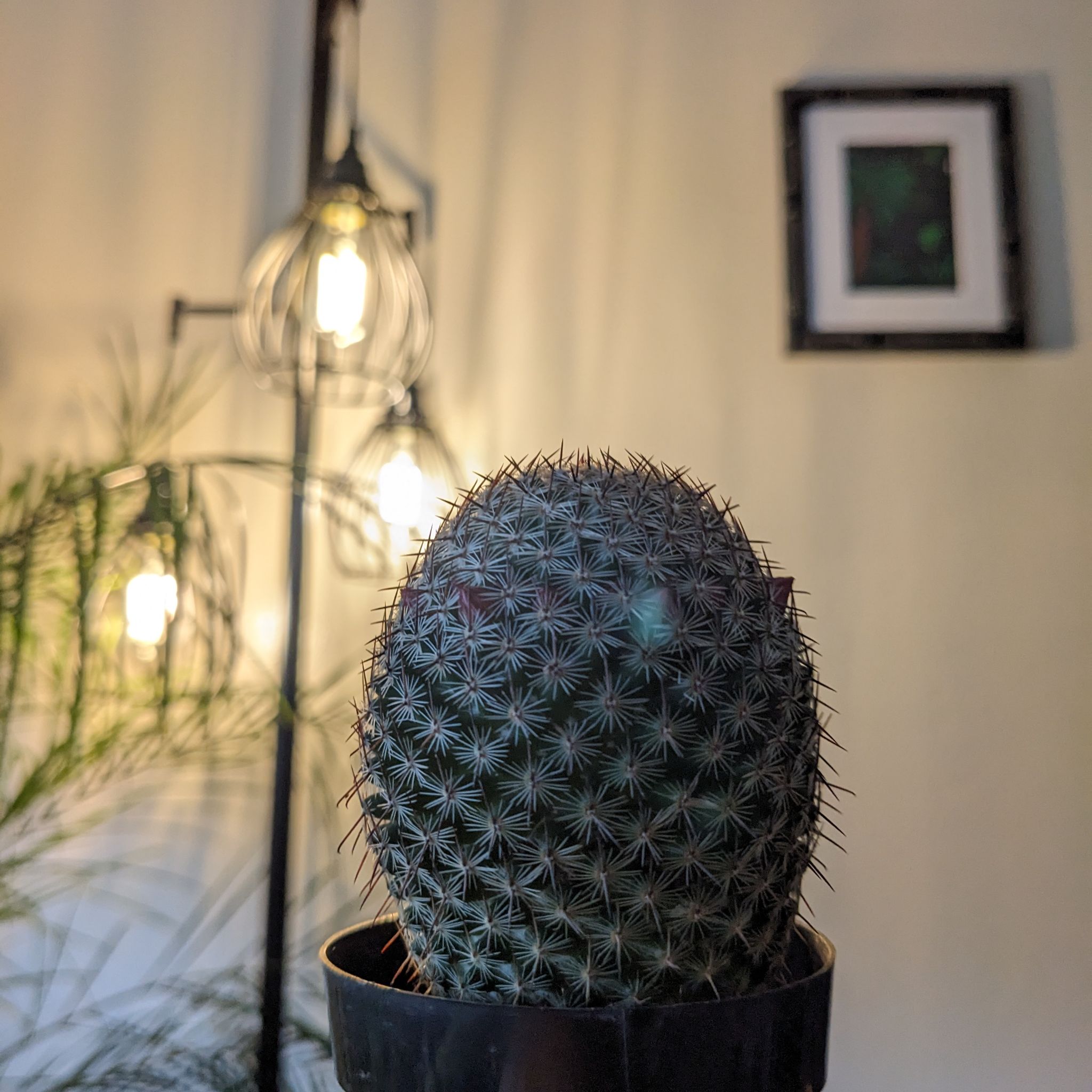 Thumb Cactus in a pot with lighting fixtures and a framed picture in the background.