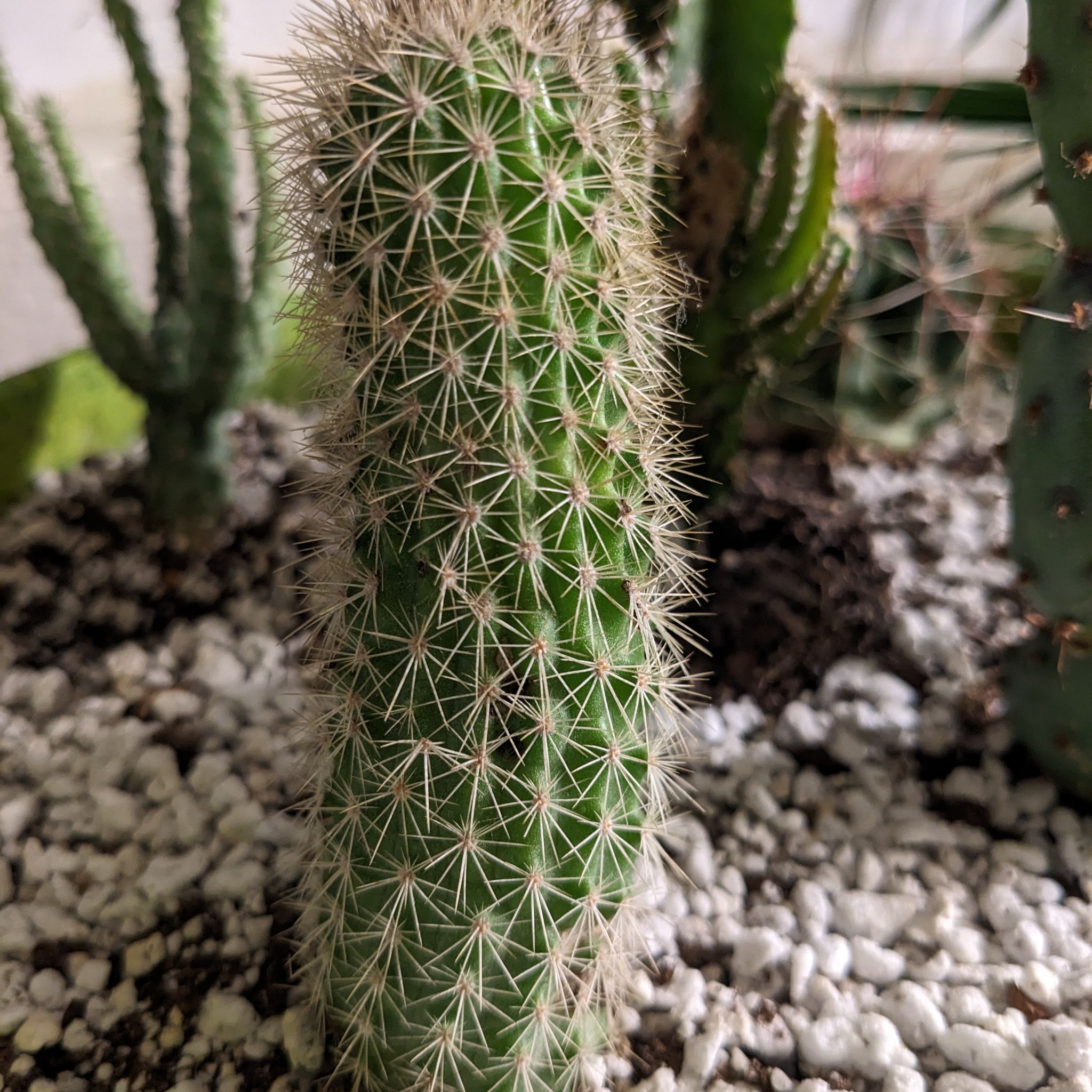 Photo of the plant species Webster's Hedgehog Cactus by @cactusqueen named Davidson on Greg, the plant care app