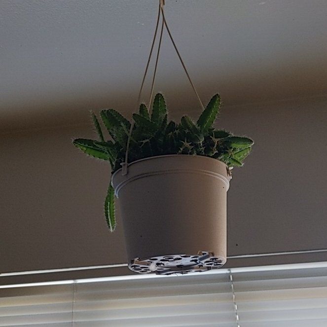 Photo of the plant species Dog Tail by @cactusqueen named Puppy on Greg, the plant care app