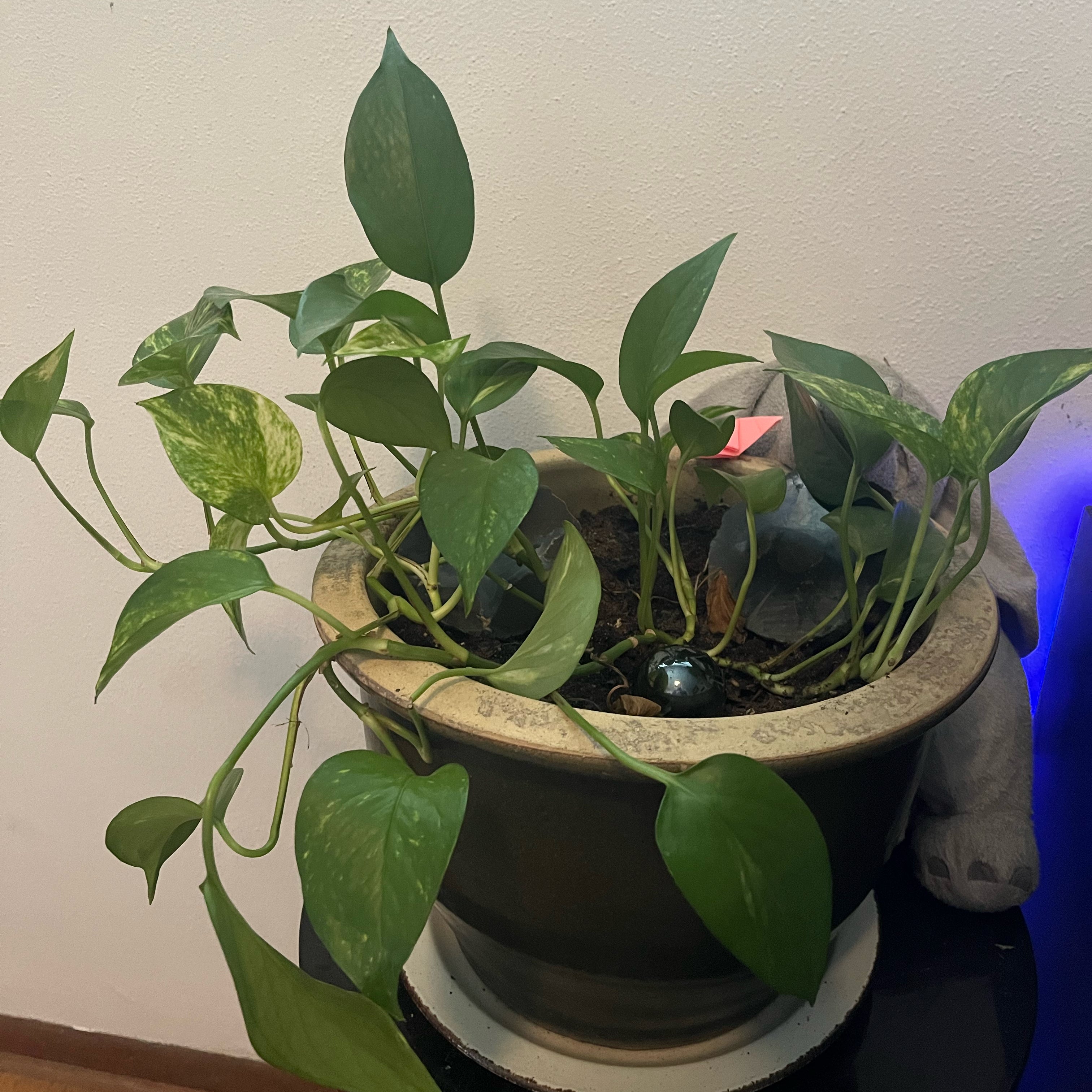 Golden Pothos plant photo by @Parsleys_plants named Kesha on Greg, the plant care app.