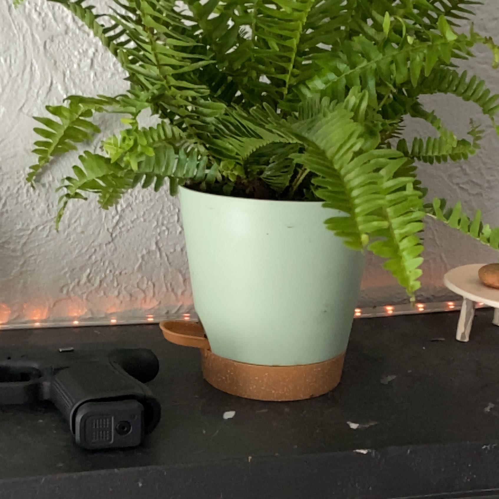 Kimberly Queen Fern in a pot, healthy green fronds, no visible soil.