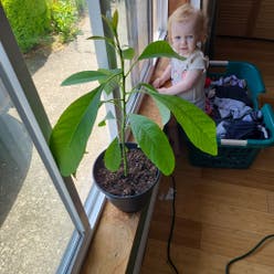 Avocado plant