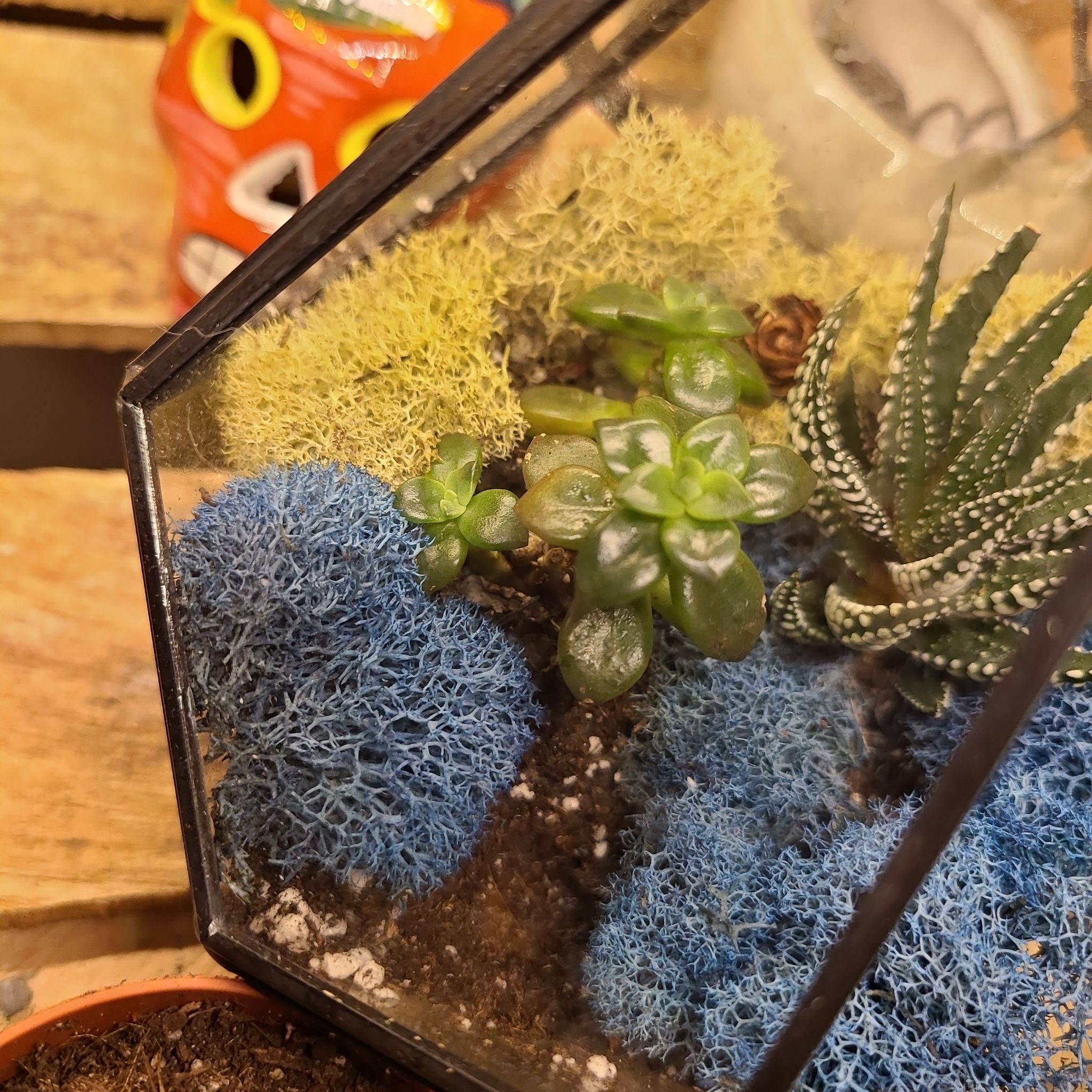 Terrarium with Oregon Stonecrop and other plants, soil visible, well-framed and in focus.