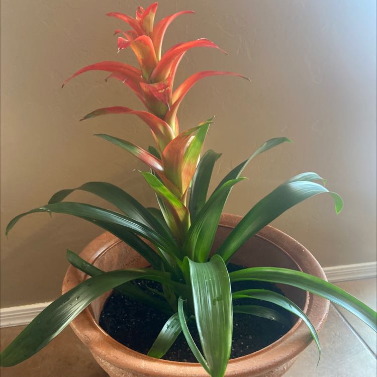 Photo of the plant species Droophead Tufted Airplant by @DaringRedsage named Luna on Greg, the plant care app