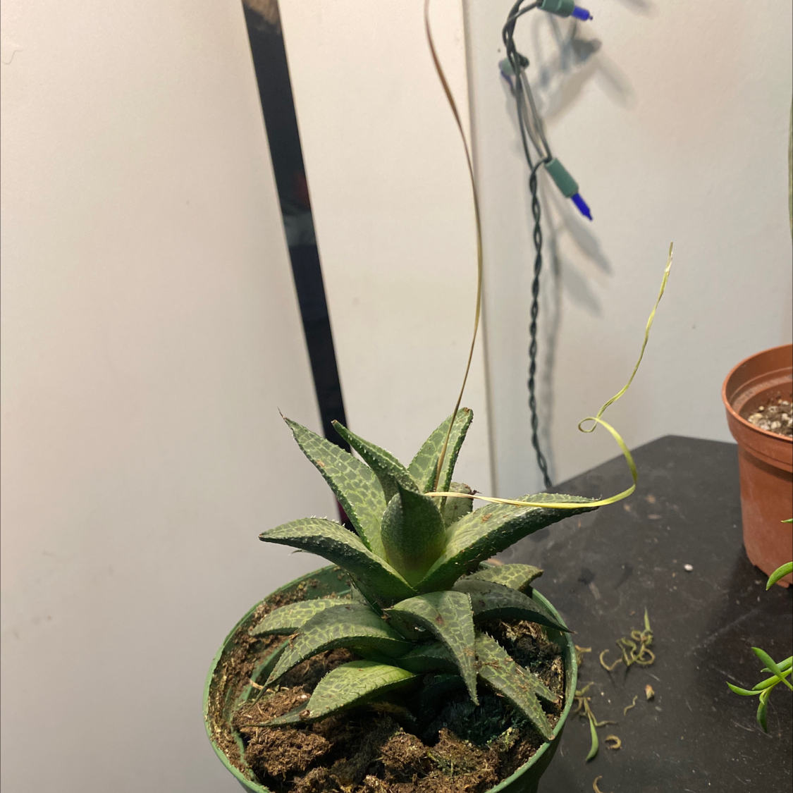 Veined Haworthia plant in a pot with visible soil, well-framed and healthy.