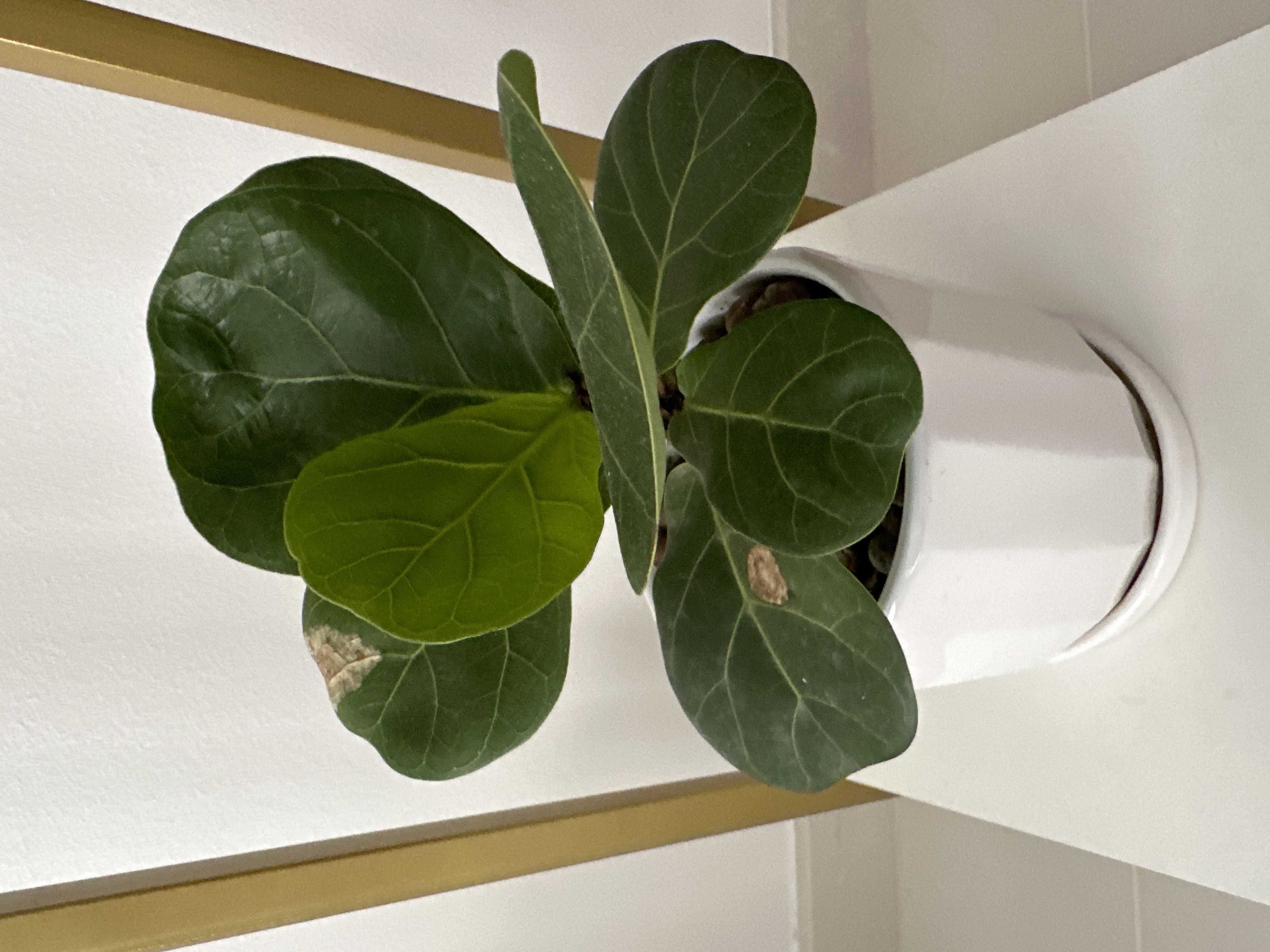 Ficus Lyrata has spots- help!