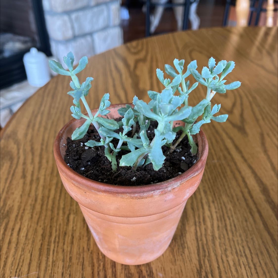 Photo of the plant species Deltoid-Leaved Dew Plant by @ZippyKeylime named Shakira on Greg, the plant care app