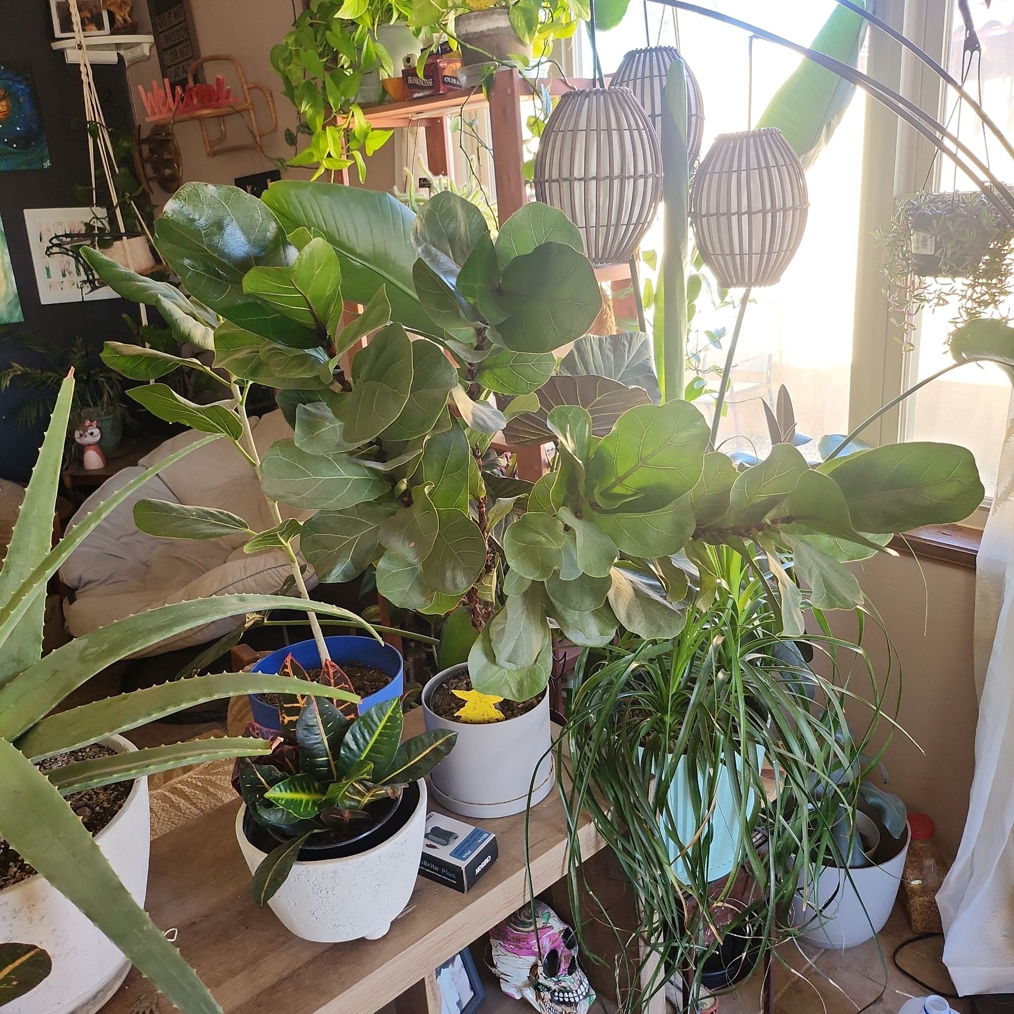Dwarf Fiddle Leaf Fig among other potted plants in a well-lit room.