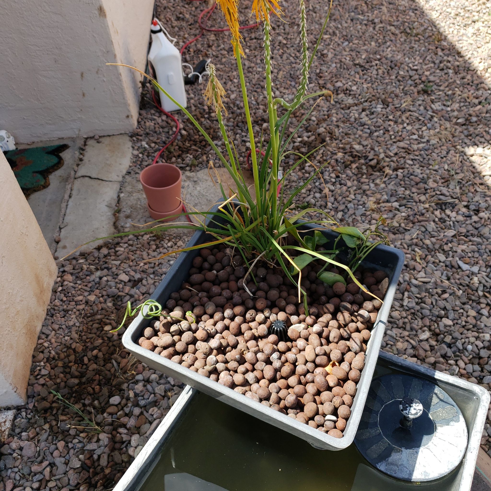 Red Hot Poker plant in a container with clay pebbles, showing yellowing and browning leaves.