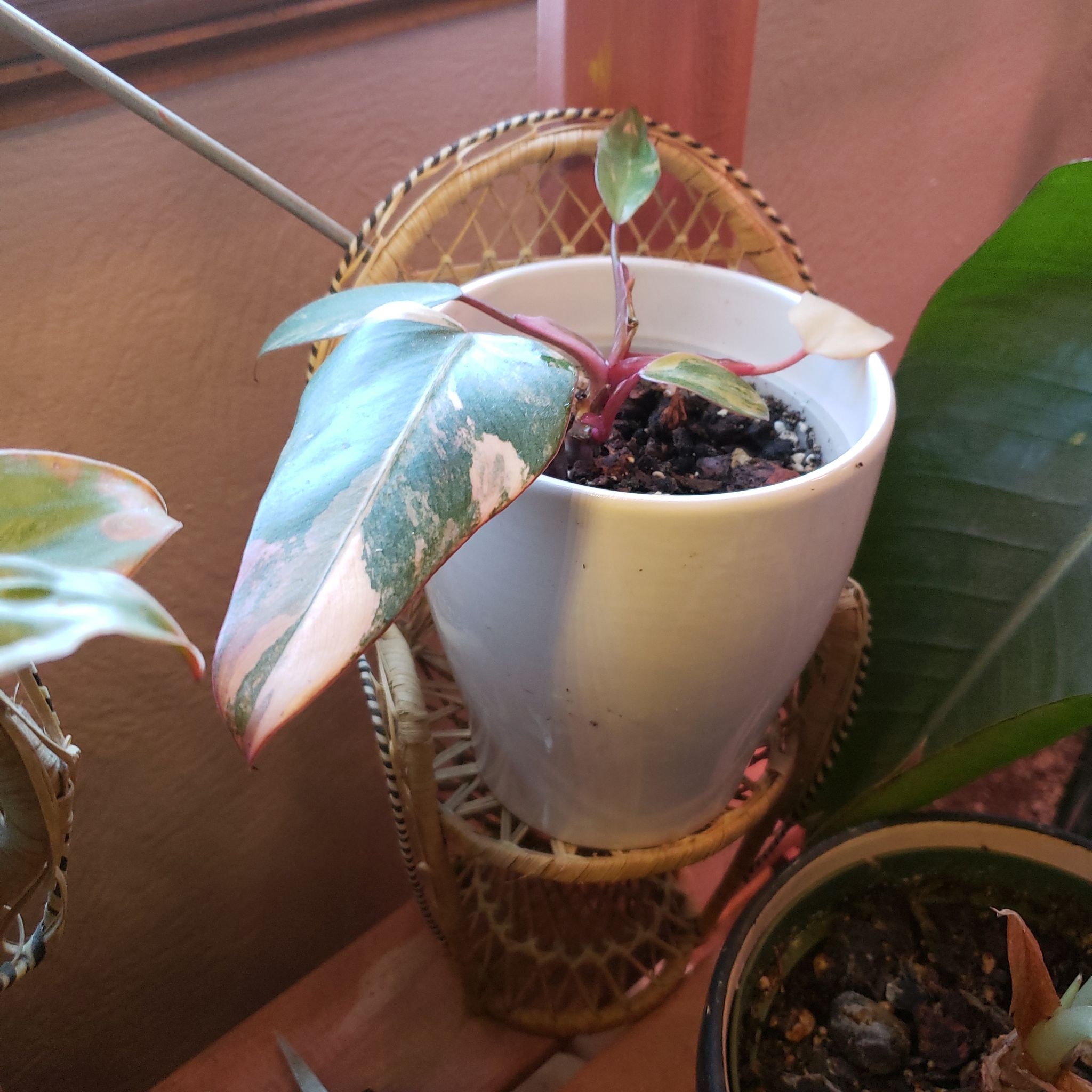 Strawberry Shake Philodendron in a white pot with variegated leaves and visible soil.