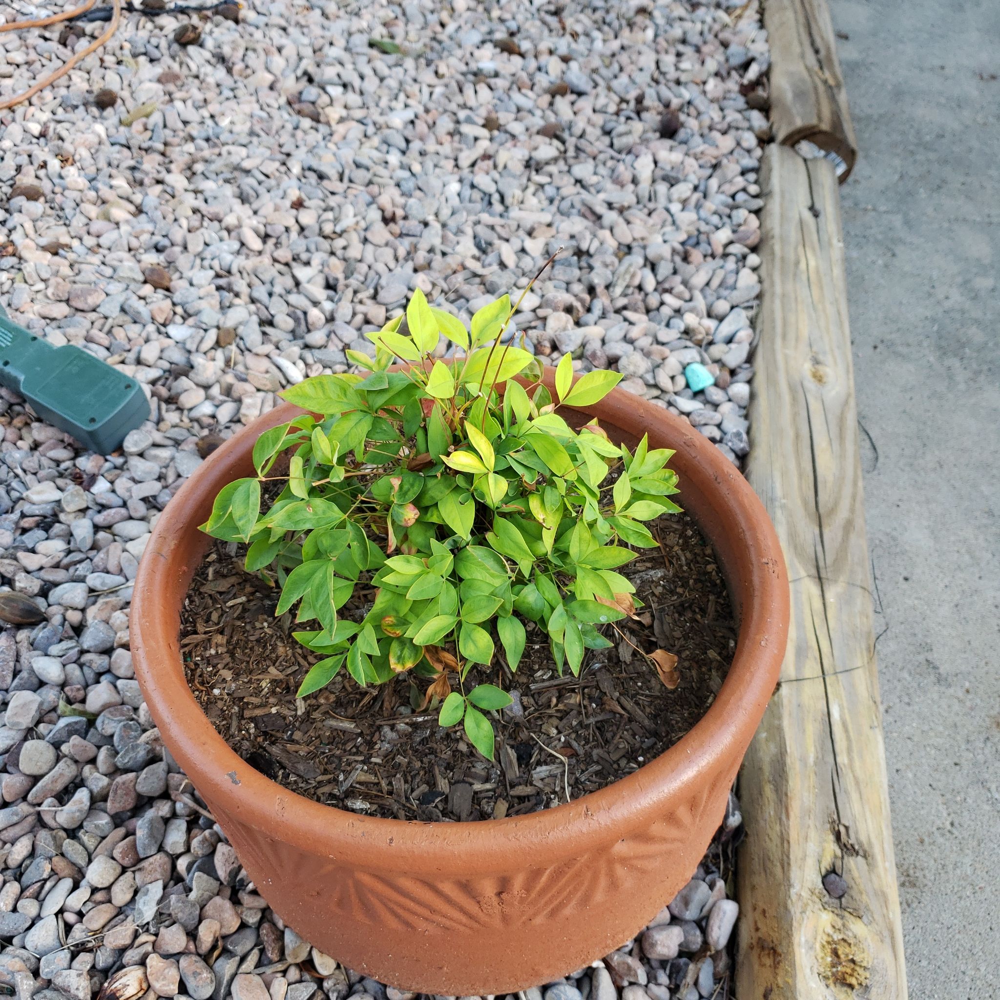 Potted Sacred Bamboo plant with some yellowing leaves, visible soil, and well-framed.