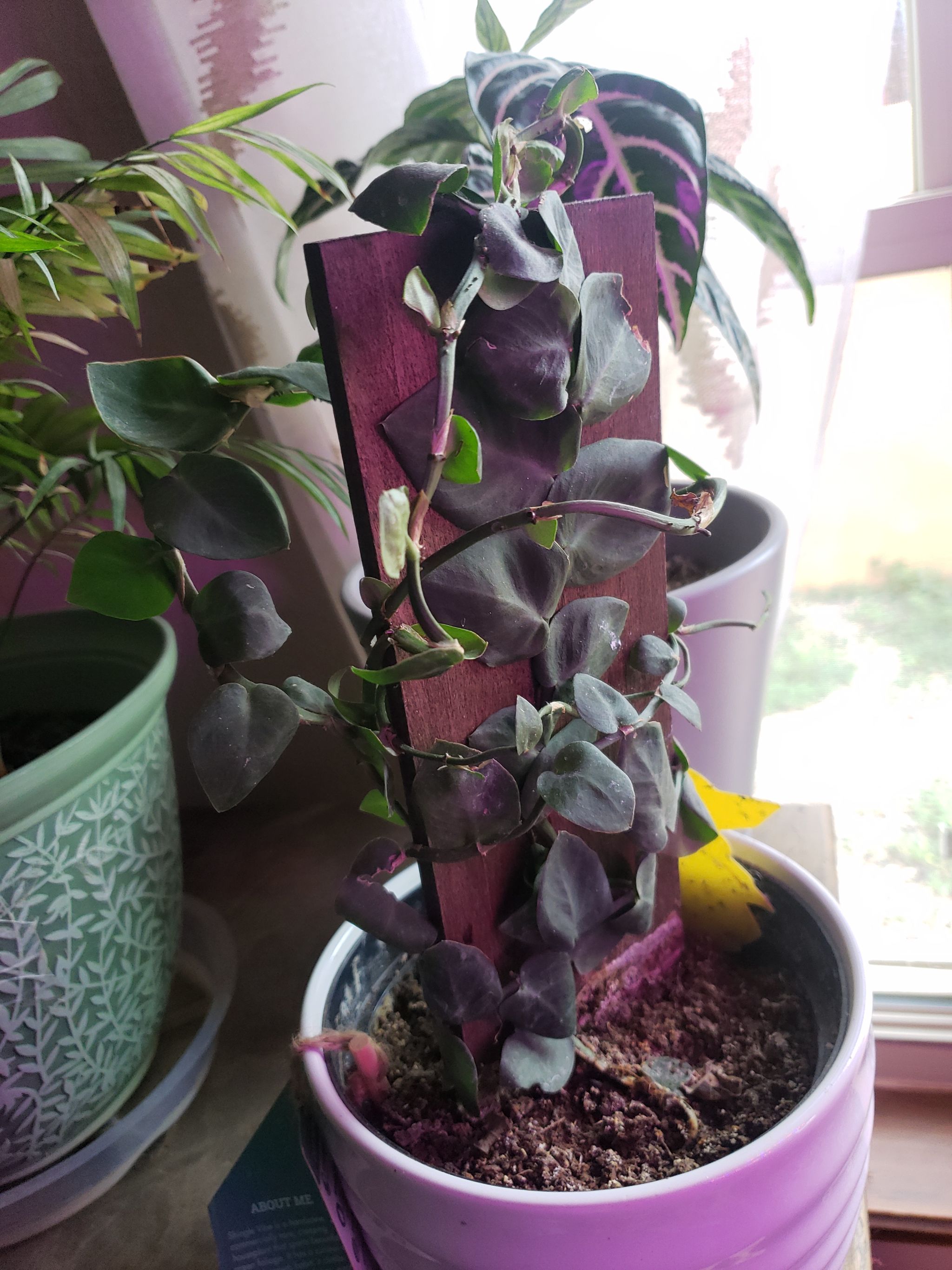 Photo from the post