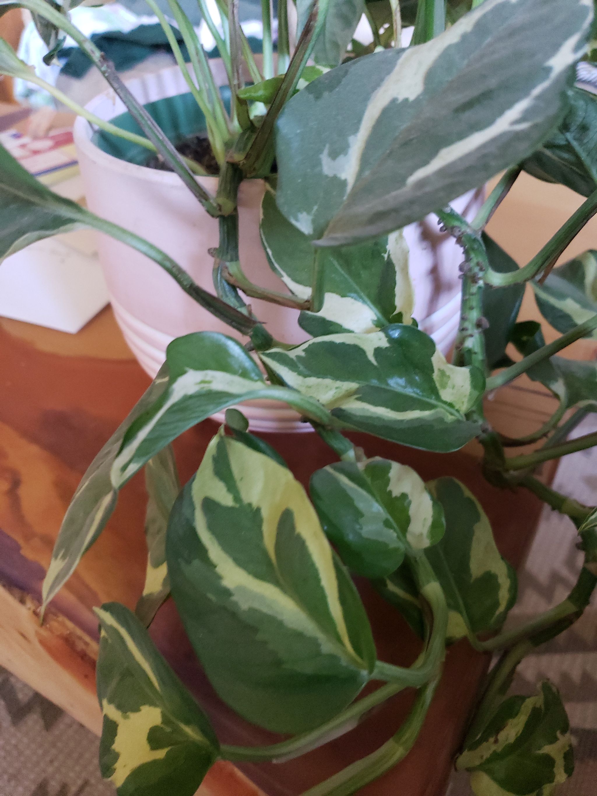 Photo from the post