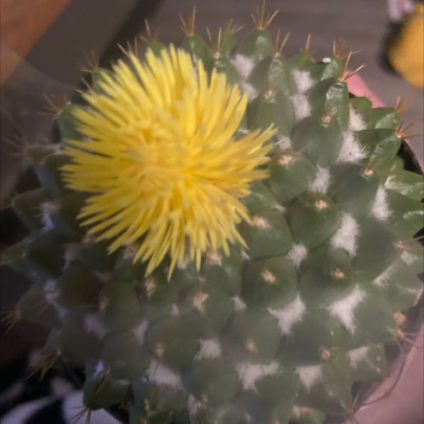 Photo of the plant species Mammillaria winterae by @SilkenMyagrum named Newt on Greg, the plant care app