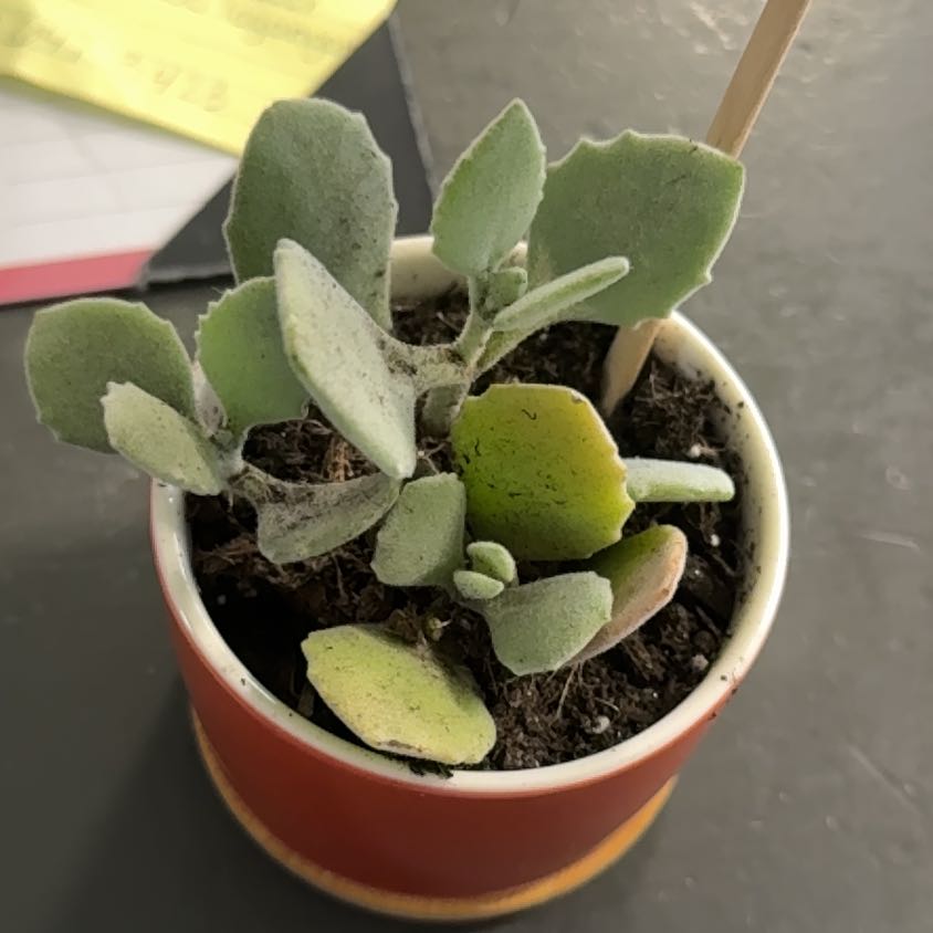 Photo of the plant species Chocolate Soldier Panda Plant by @Hannahlea27 named Under Appreciated on Greg, the plant care app