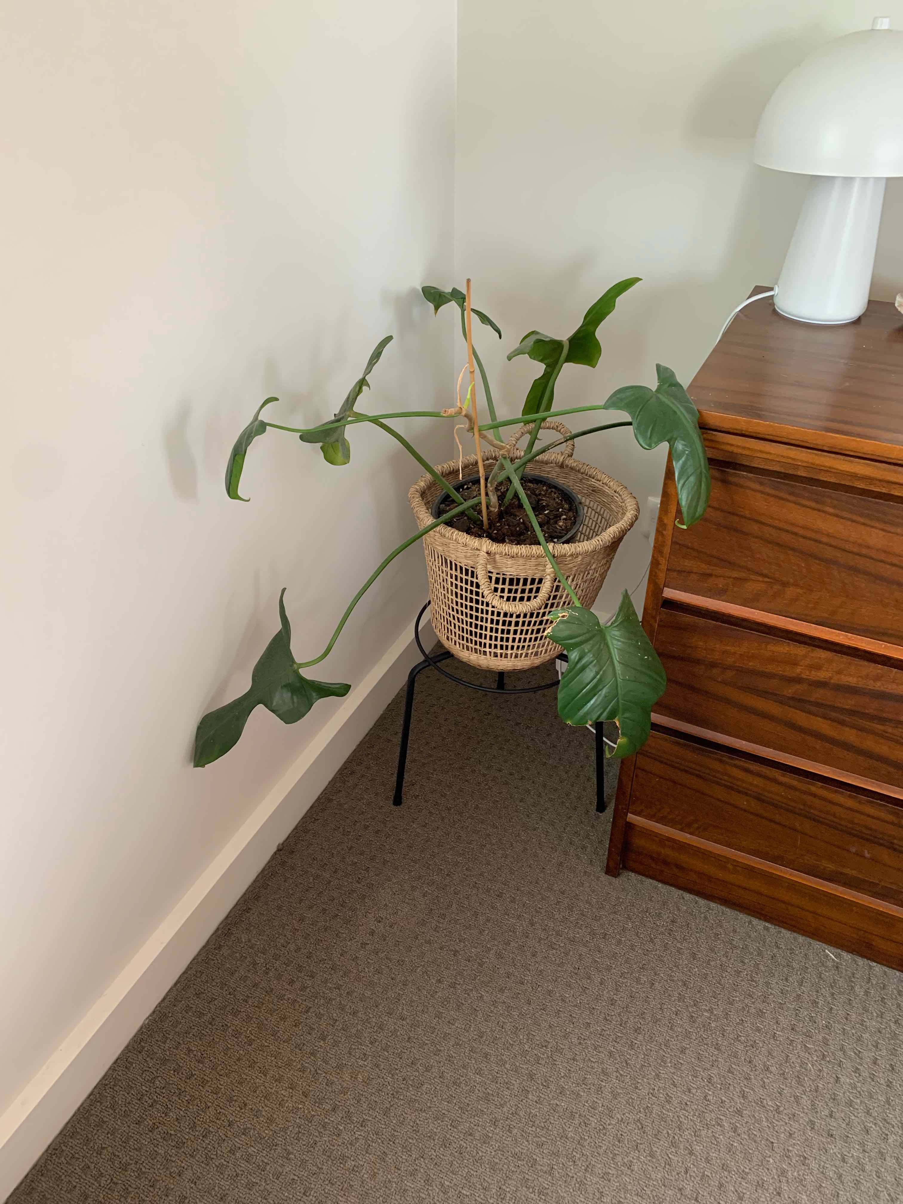 Horsehead Philodendron in a pot on a stand, with large green leaves and visible soil.