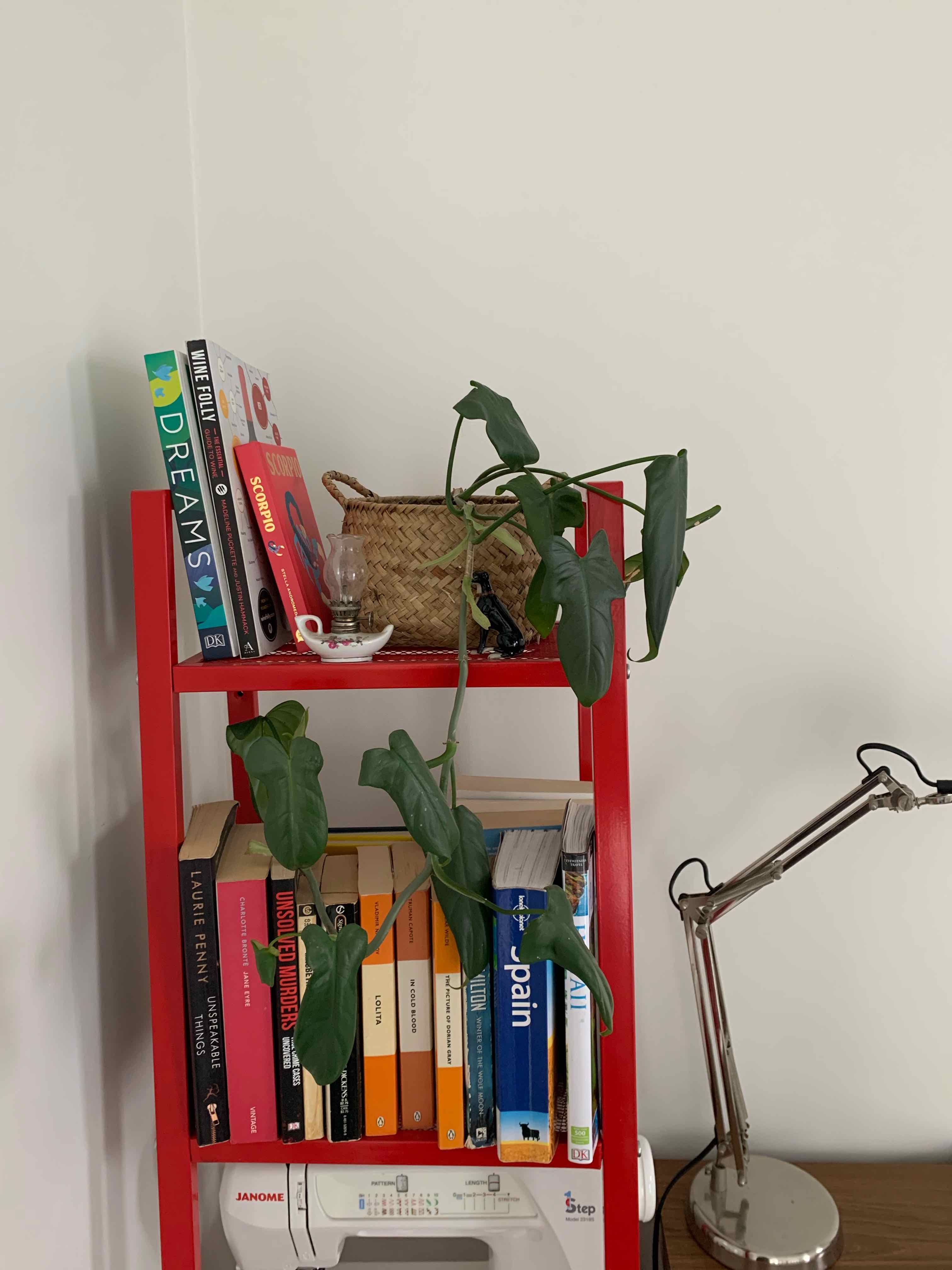 Horsehead Philodendron on a red bookshelf with green leaves, no visible health issues.