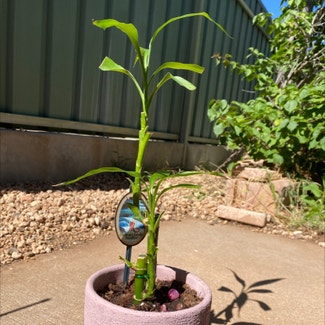 Lucky Bamboo plant in East Side, Northern Territory