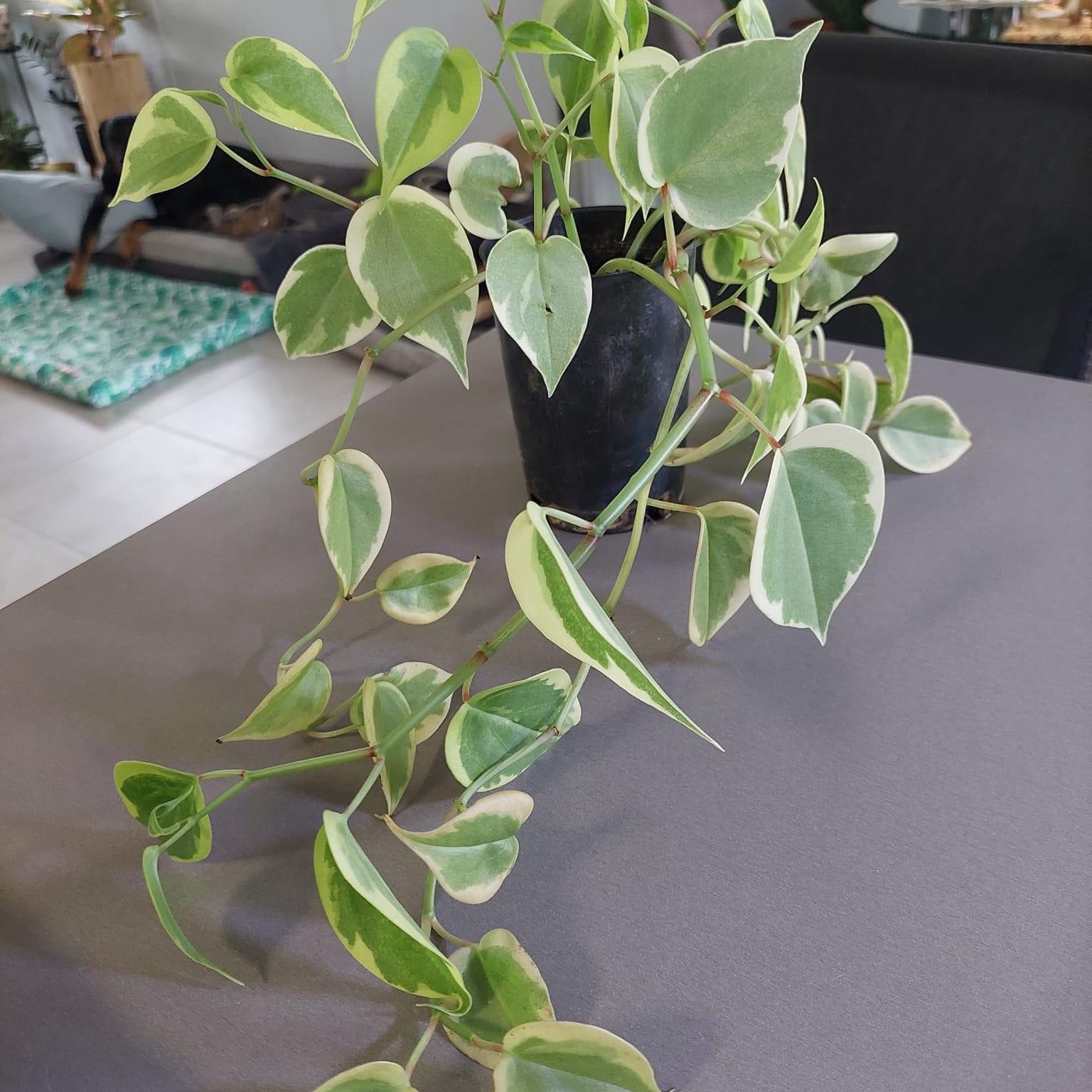 Variegated Peperomia Scandens plant in a black pot with healthy green and white variegated leaves.