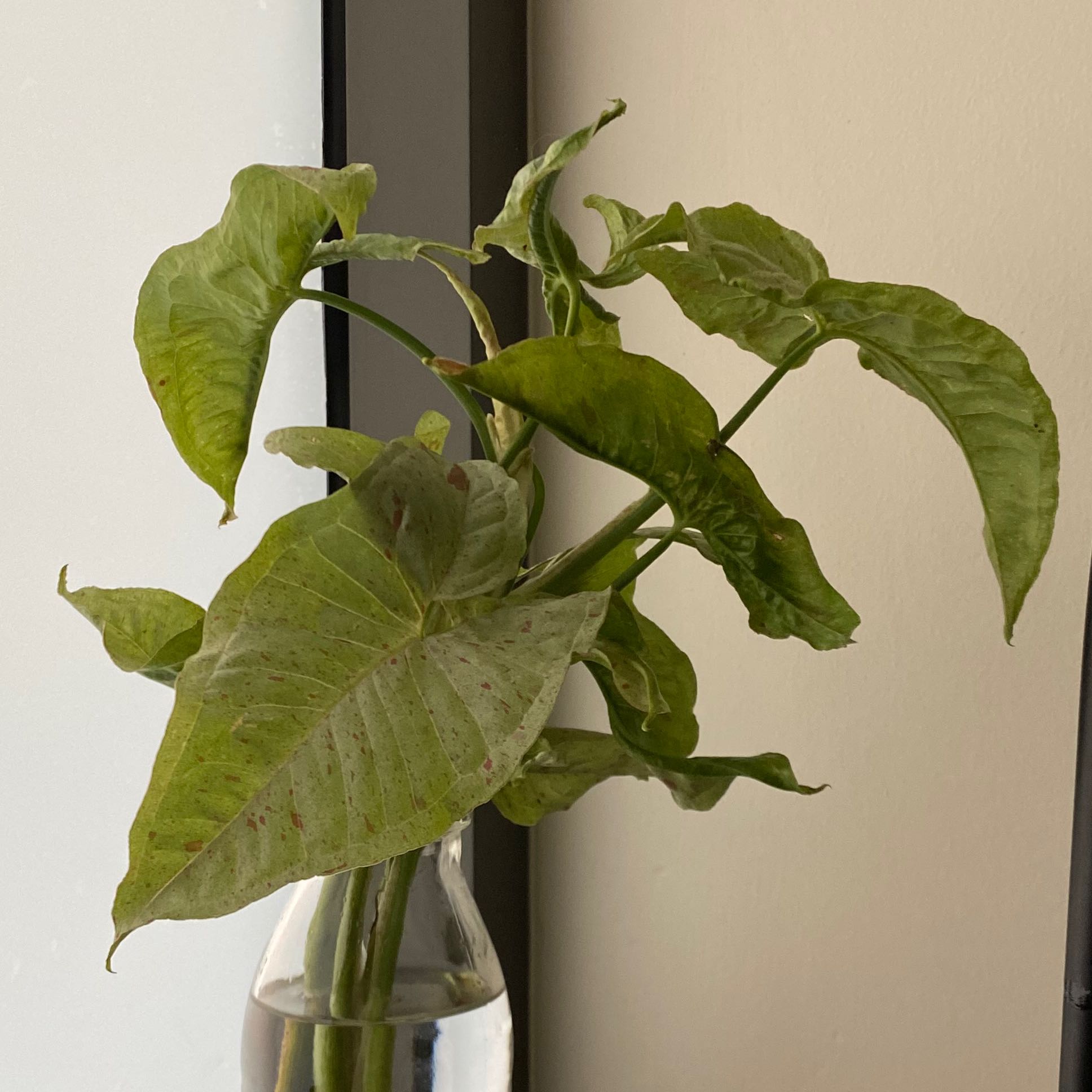 Confetti Syngonium plant in a glass container with water, showing some leaf discoloration and spots.