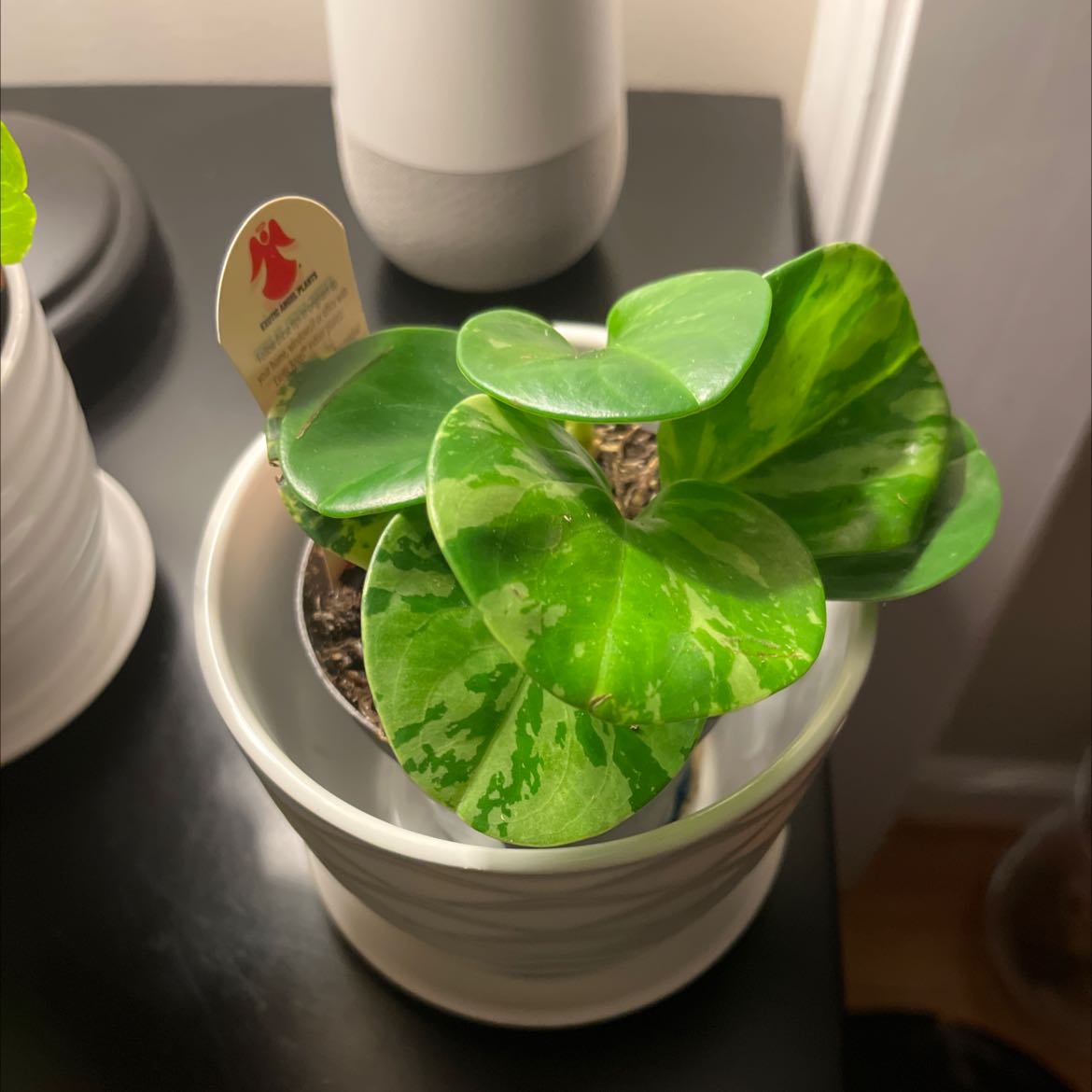 Marble Peperomia plant in a white pot with vibrant green marbled leaves.