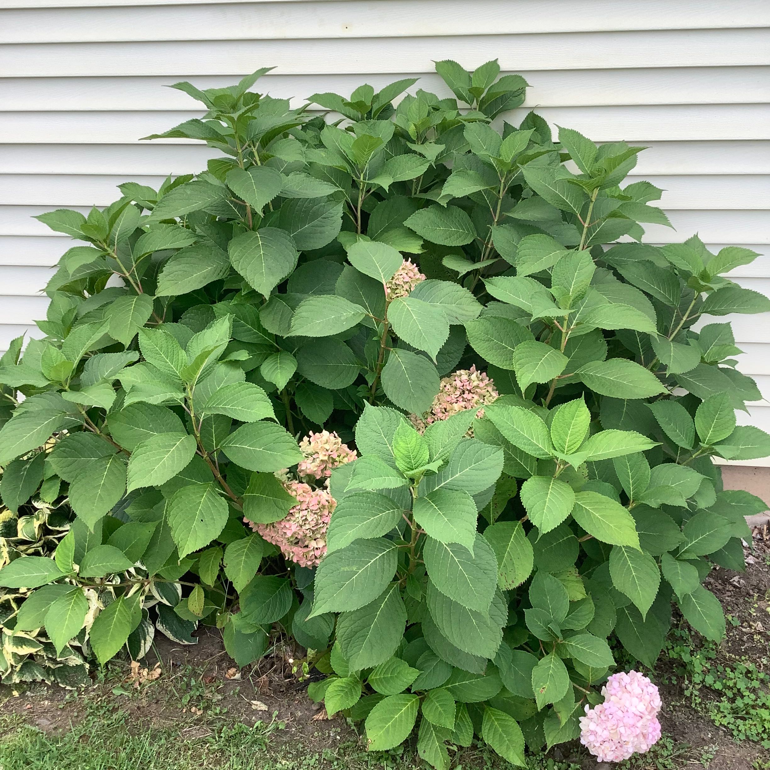 Panicle Hydrangea plant with green leaves and some flowers, situated in a garden bed.