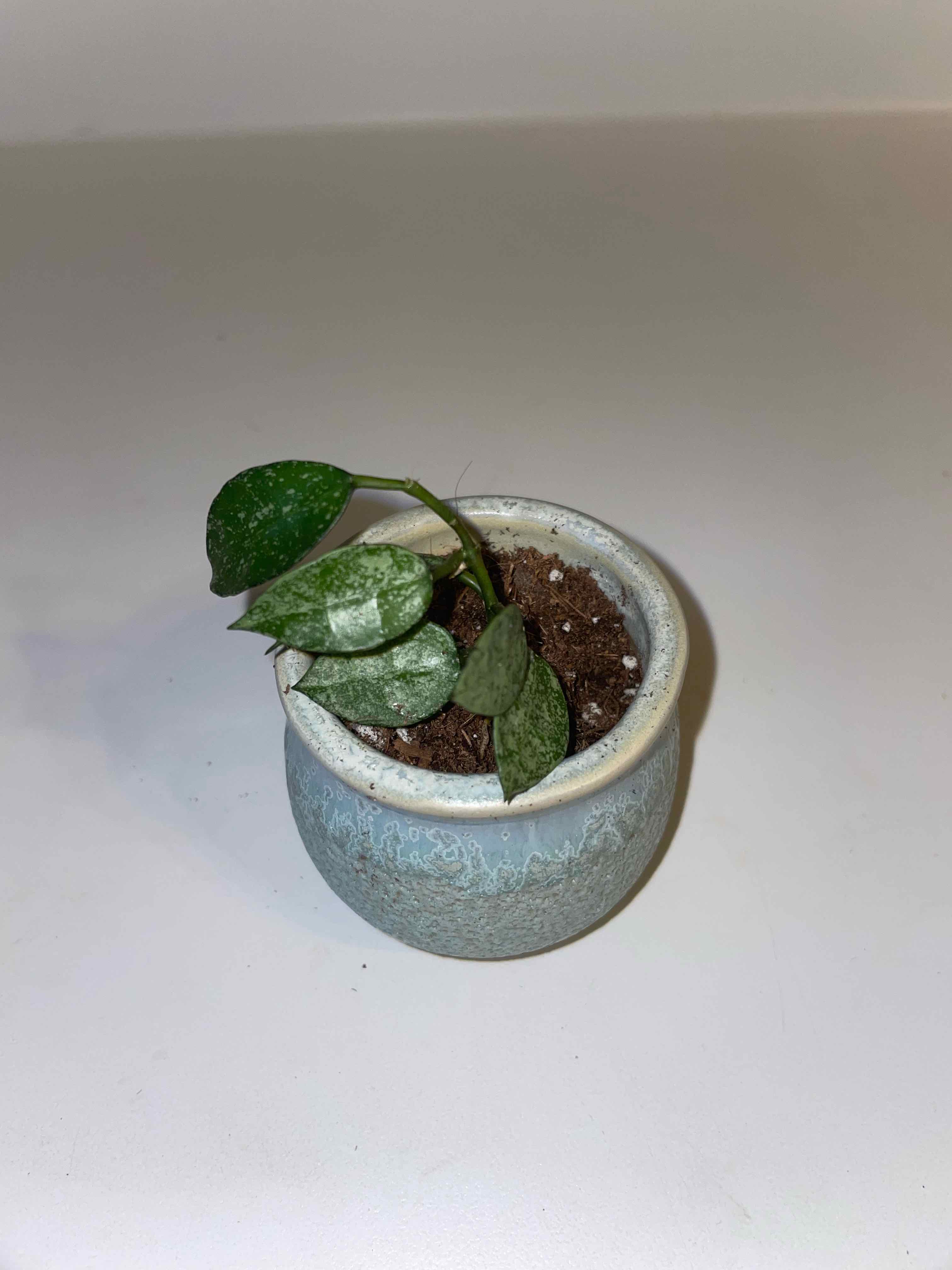 Small potted Hoya lacunosa plant with green leaves and visible soil.