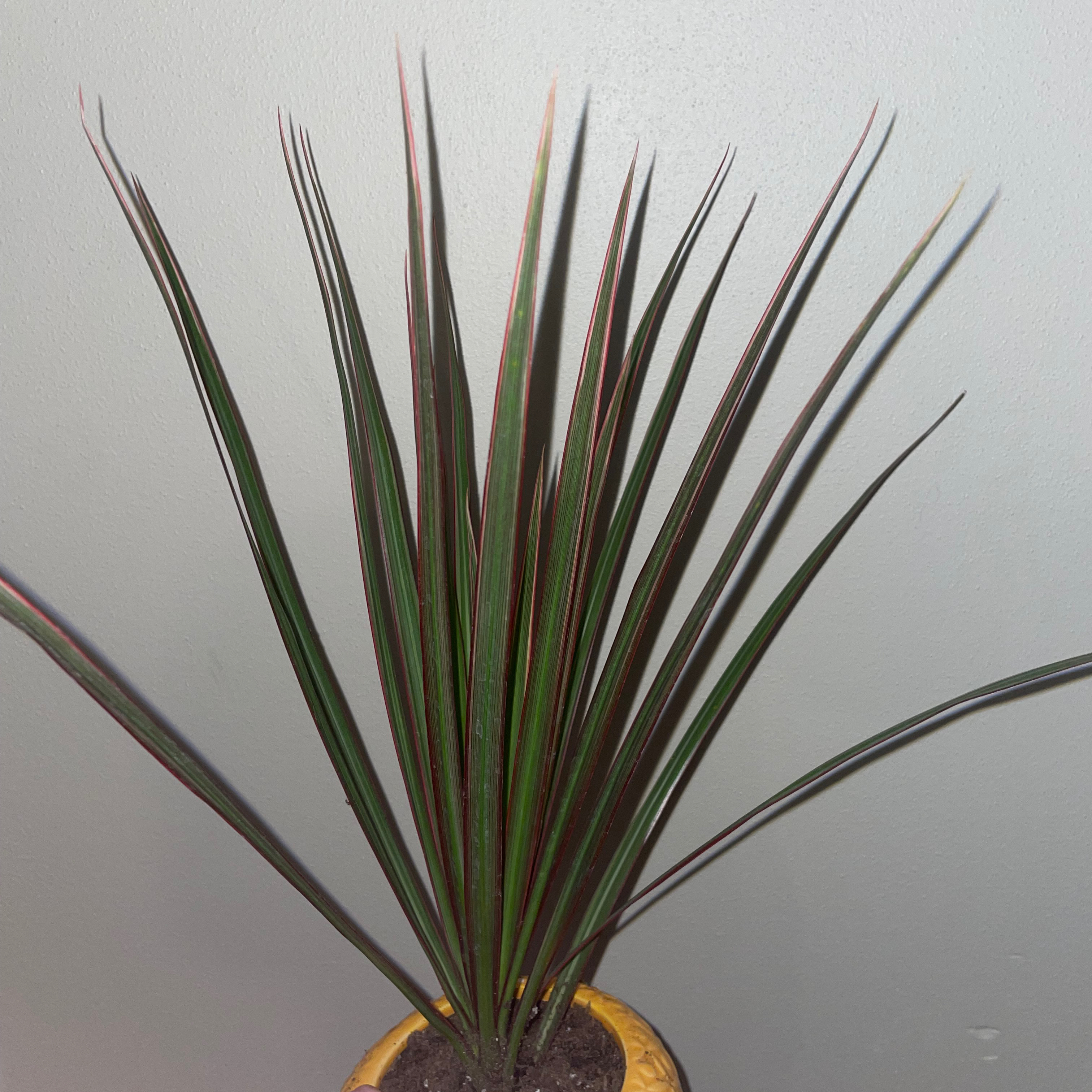 Madagascar Dragon Tree with long, slender green leaves with red edges in a pot.
