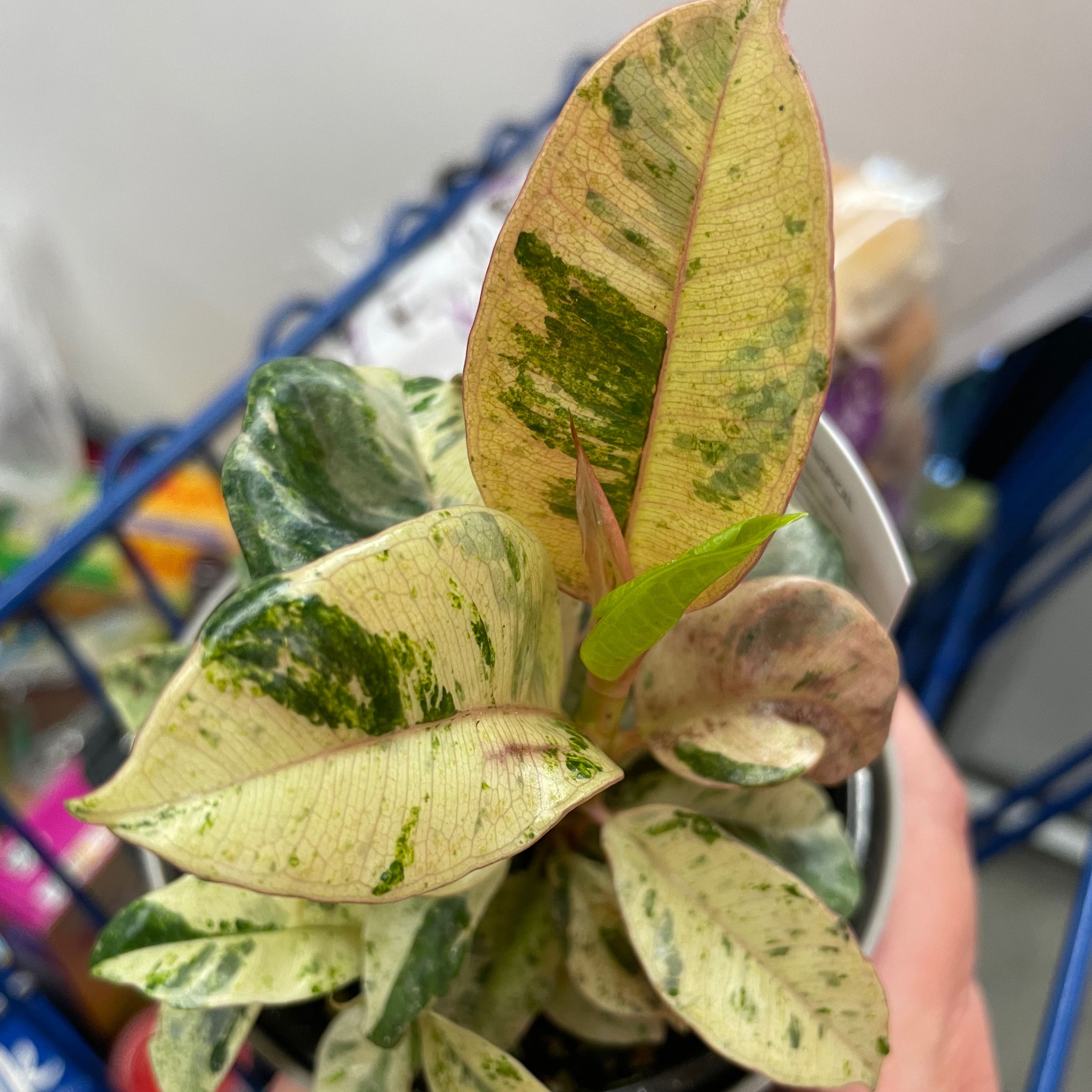 Ficus elastica 'Shivereana' with variegated leaves showing yellowing and browning, held by a hand.
