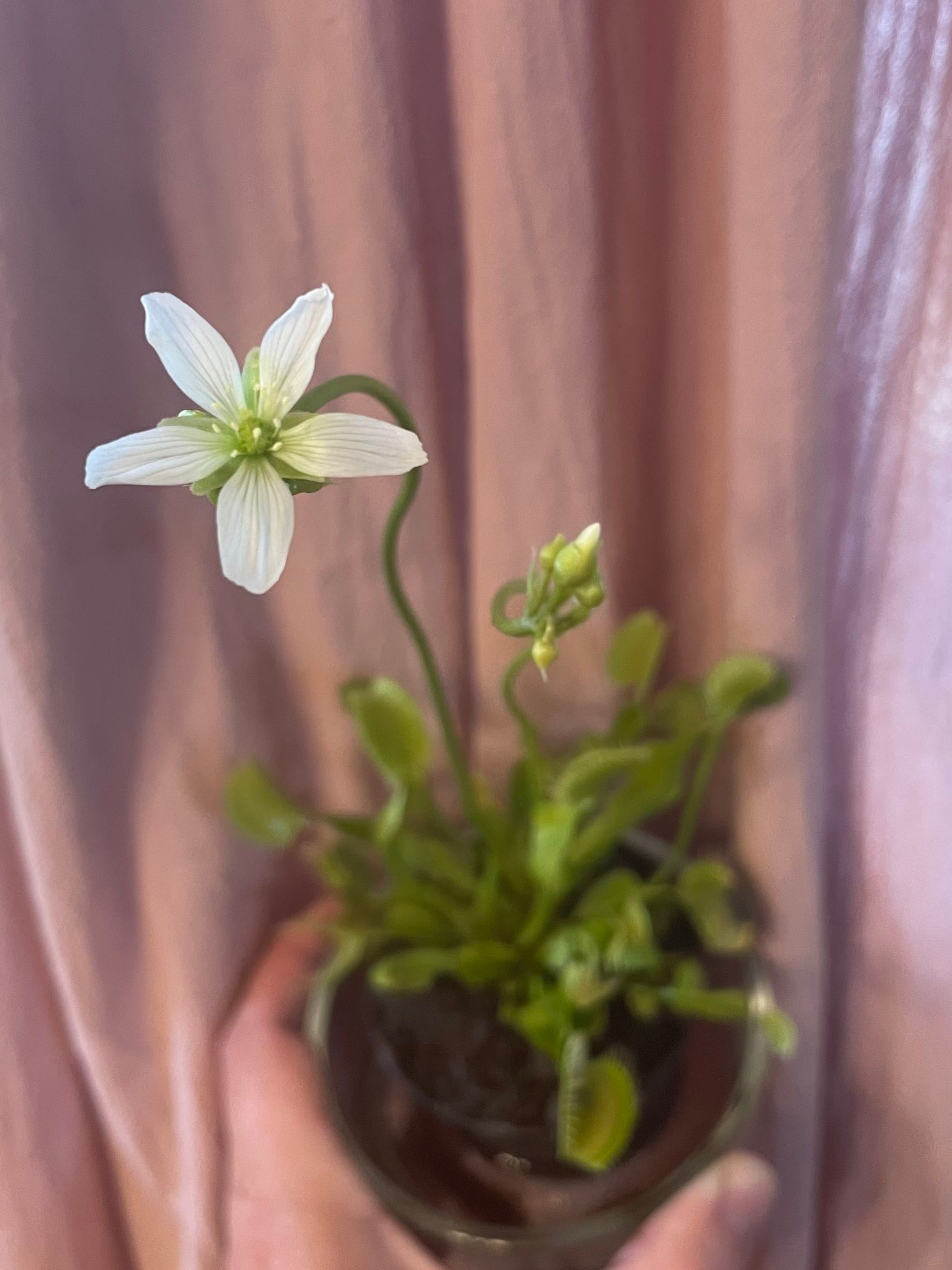 My Venus fly trap has flowered!!!