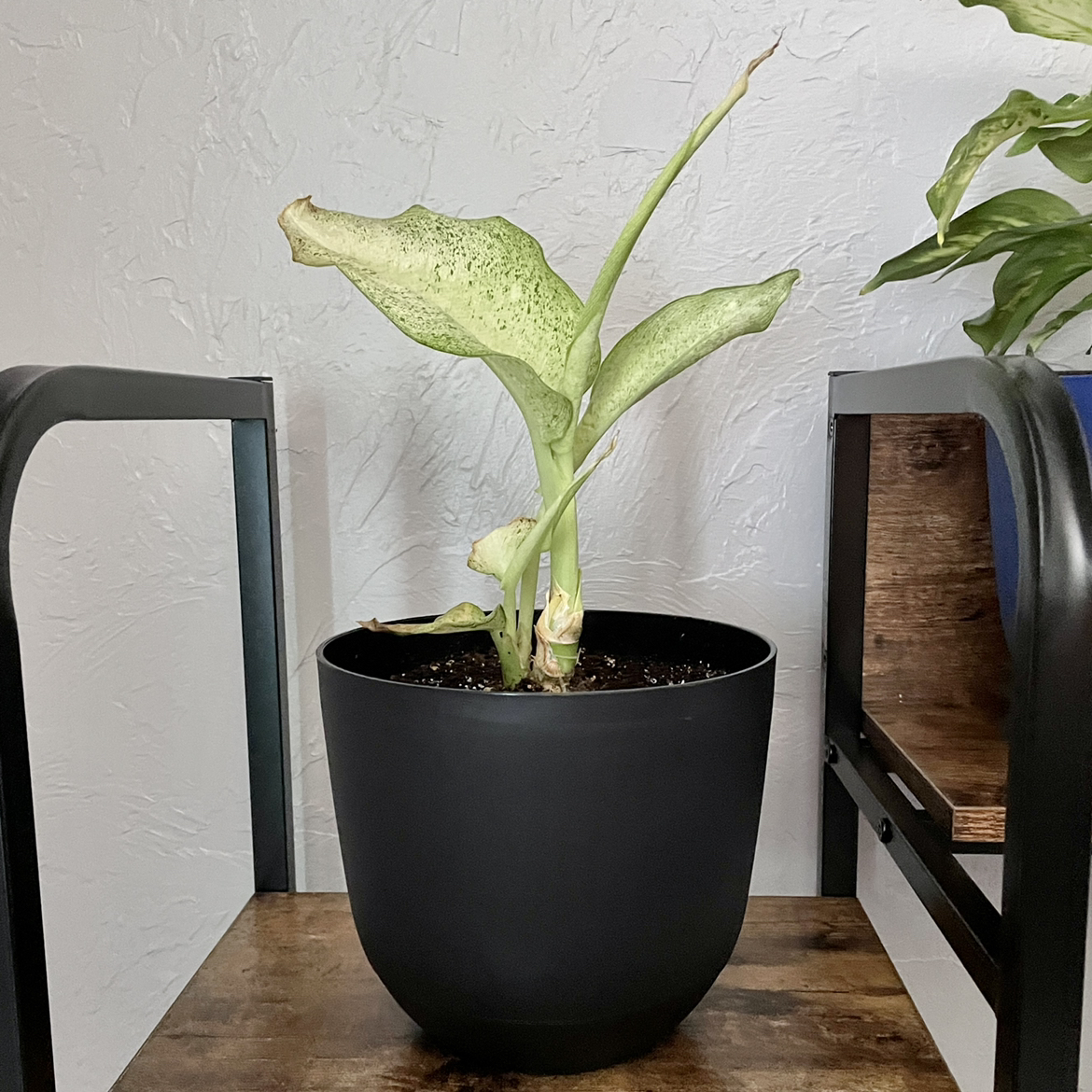 Dieffenbachia 'Camouflage' plant in a black pot with yellowing and browning leaves.