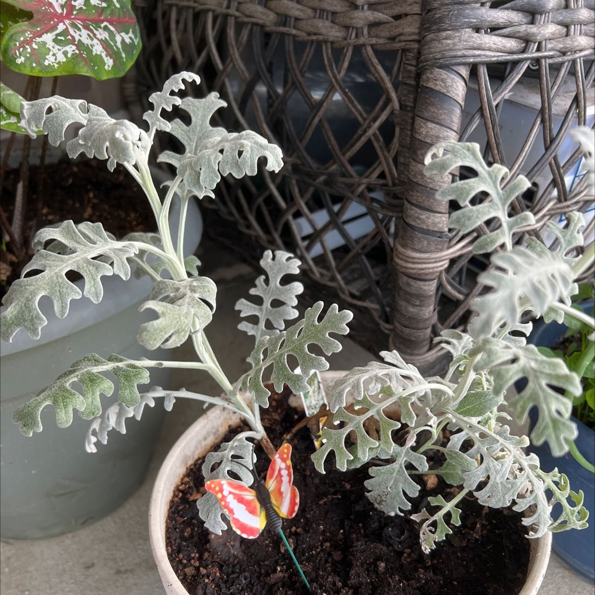 Silver Ragwort plant in a pot with silvery, lobed leaves and a decorative butterfly ornament.