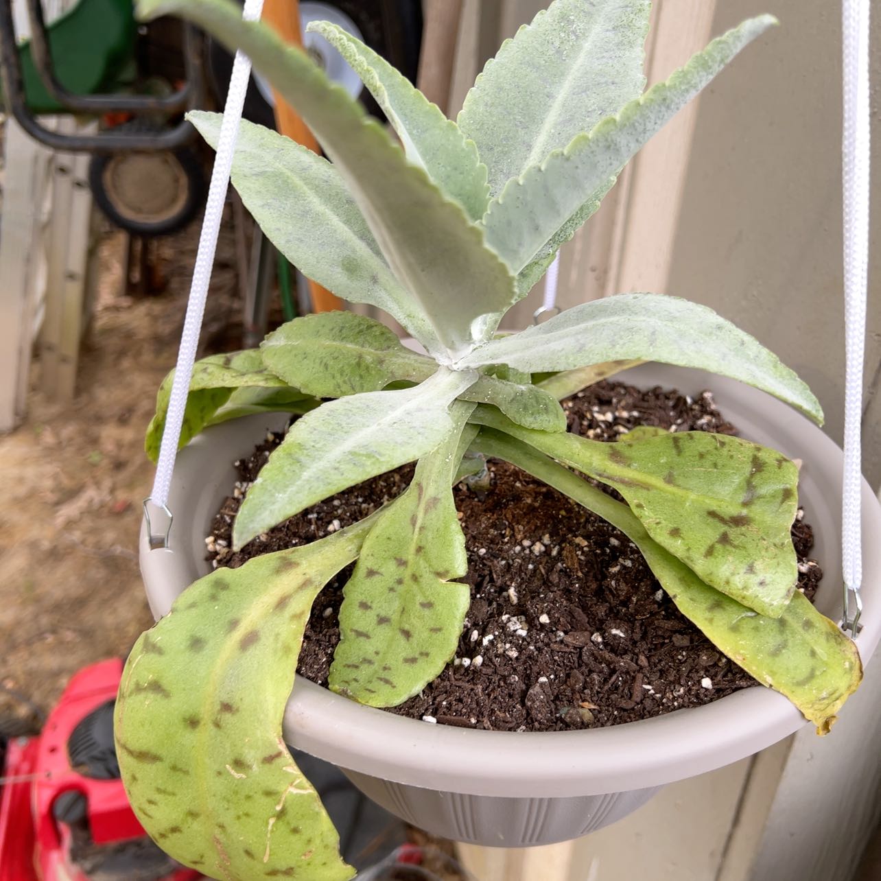 Potted Donkey Ears plant with visible black spots and yellowing leaves.