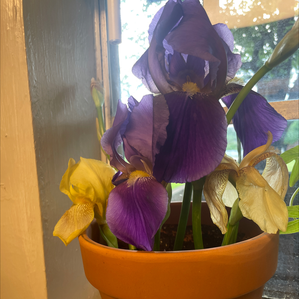 Potted Crimean Iris with purple and yellow flowers near a window.