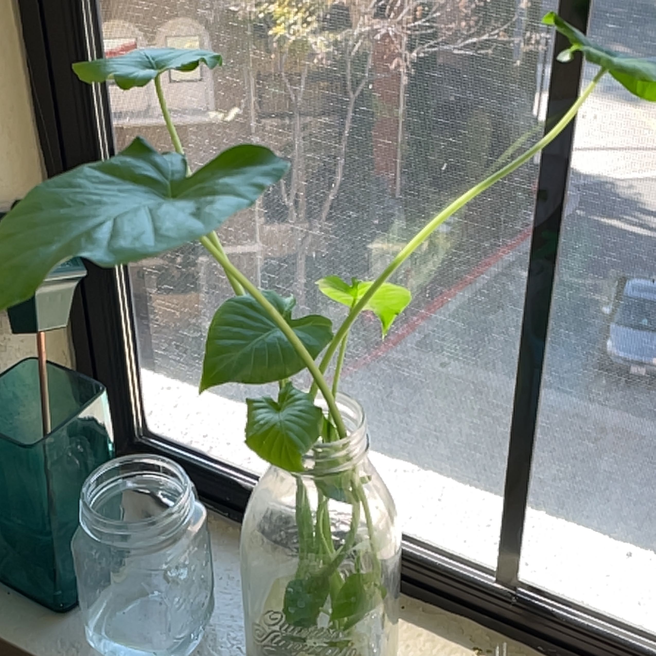Alocasia gagaena 'California' plant in a glass jar on a windowsill, healthy green leaves.
