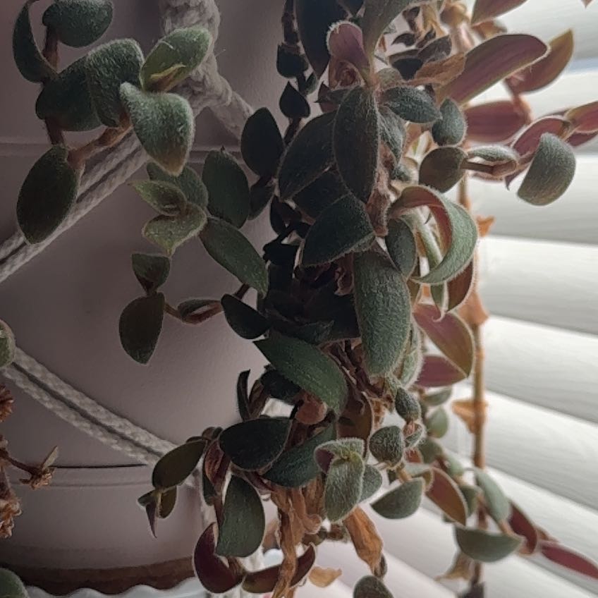 Photo of the plant species Teddy Bear Vine by @Ginothebulldog named Baesil on Greg, the plant care app