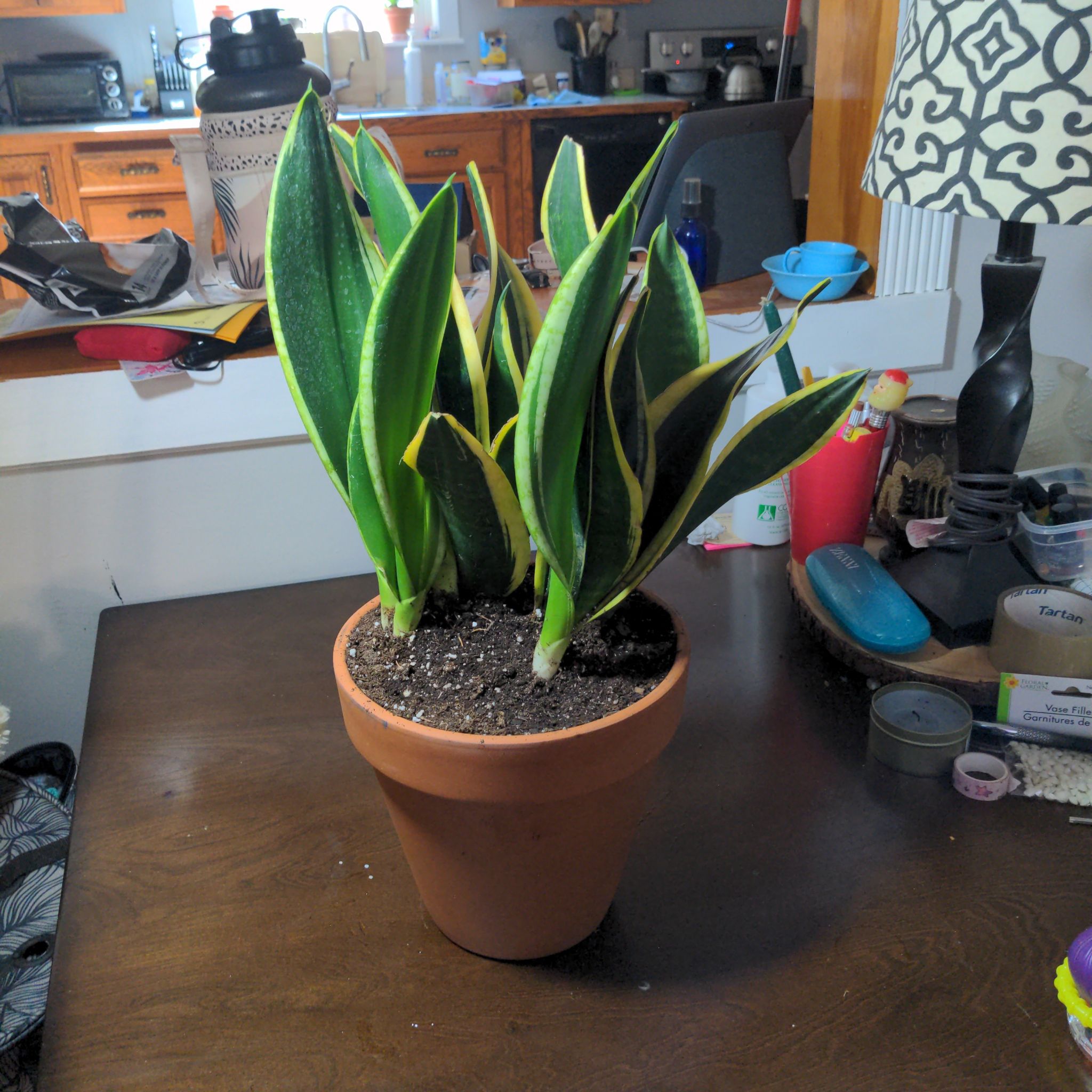 Futura Superba Snake Plant in a terracotta pot on a table, with slight yellowing on leaf edges.