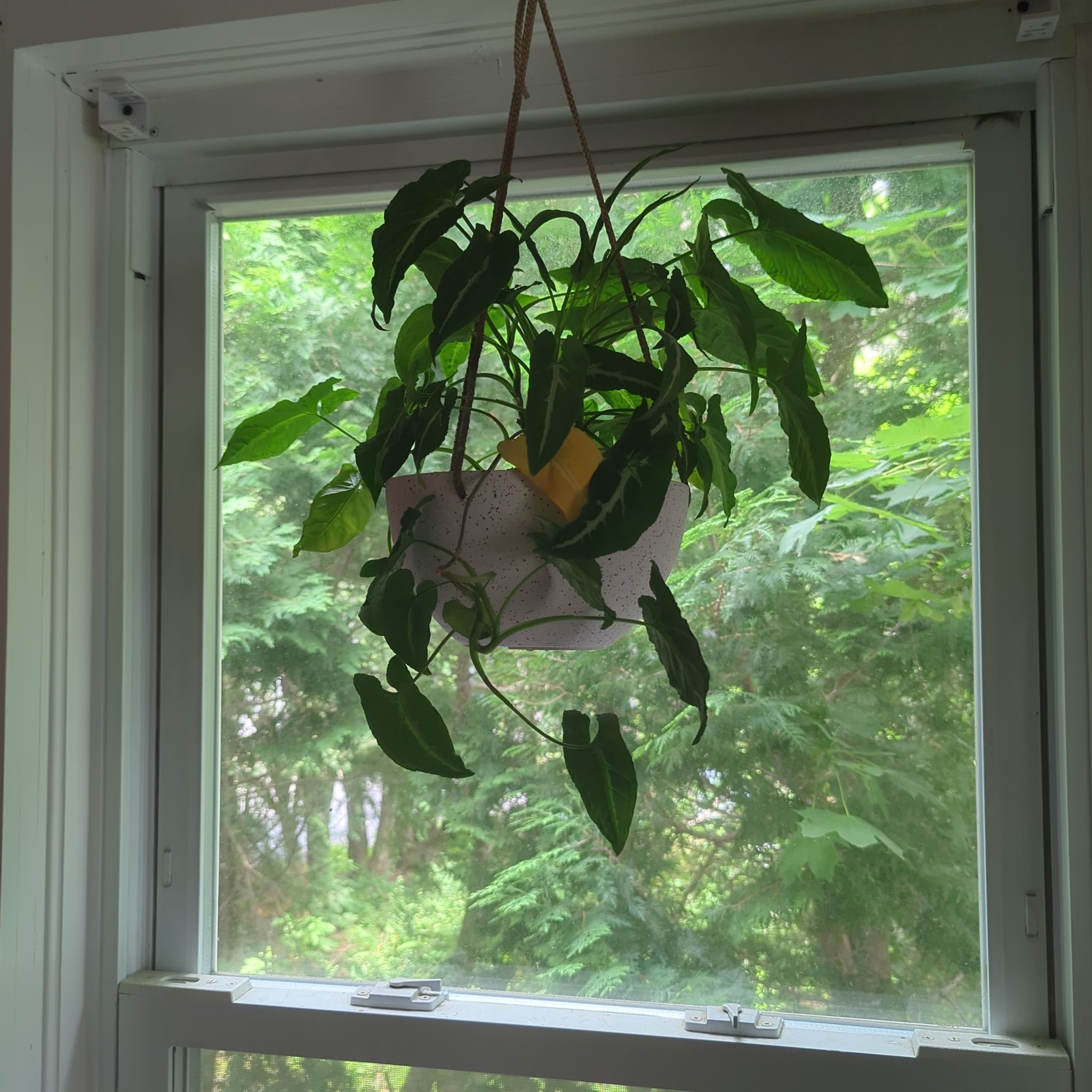 Hanging Syngonium wendlandii plant in front of a window with a yellow leaf visible.